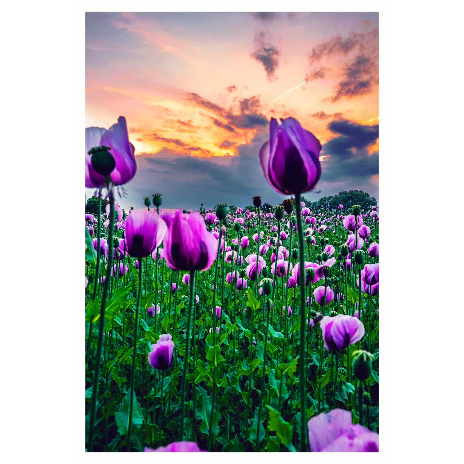 #blumenliebe #sky #sunset #tulips