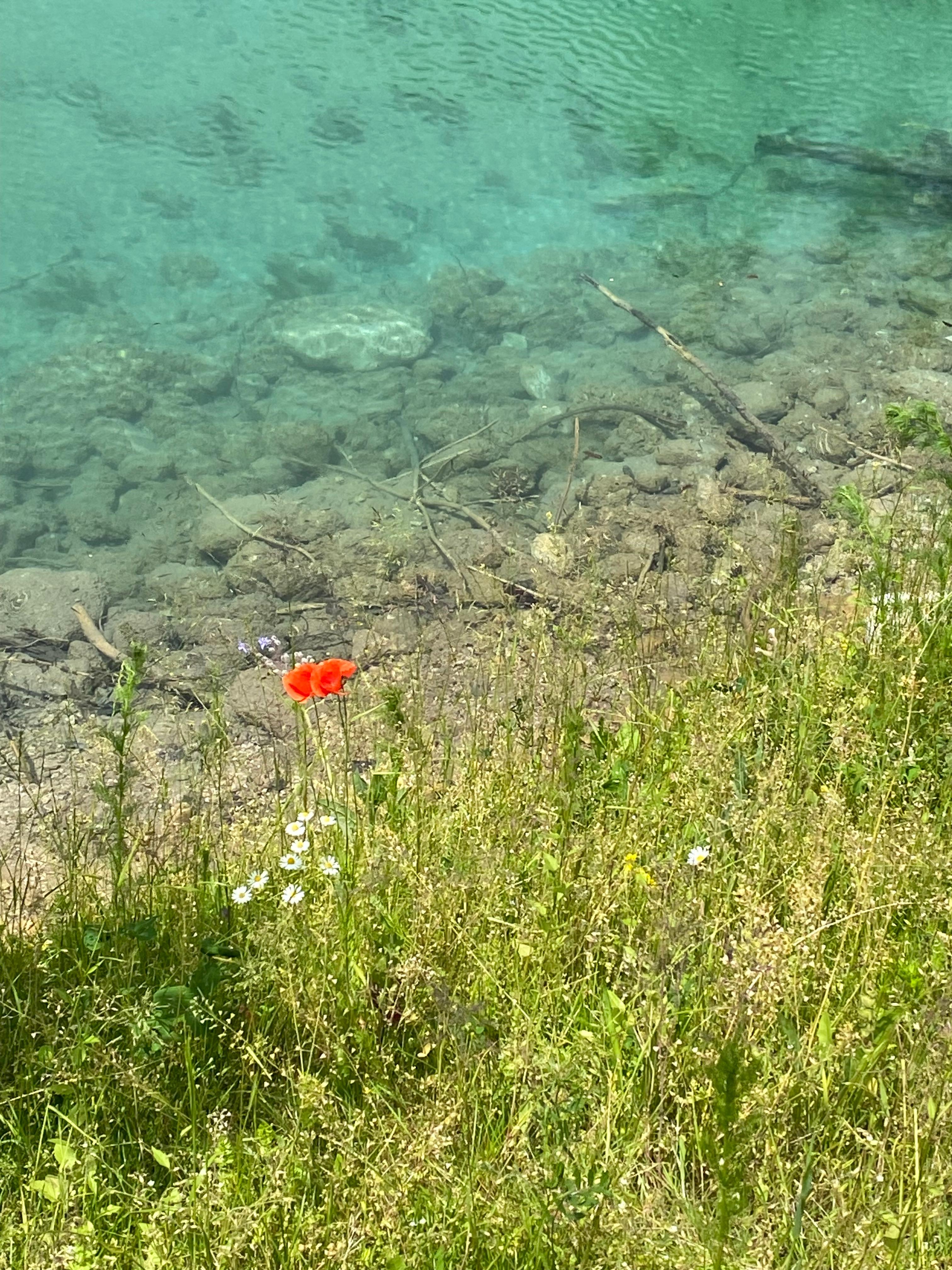 #Blumen#Mohn#Farbkombination#Sommer#Bergsee
