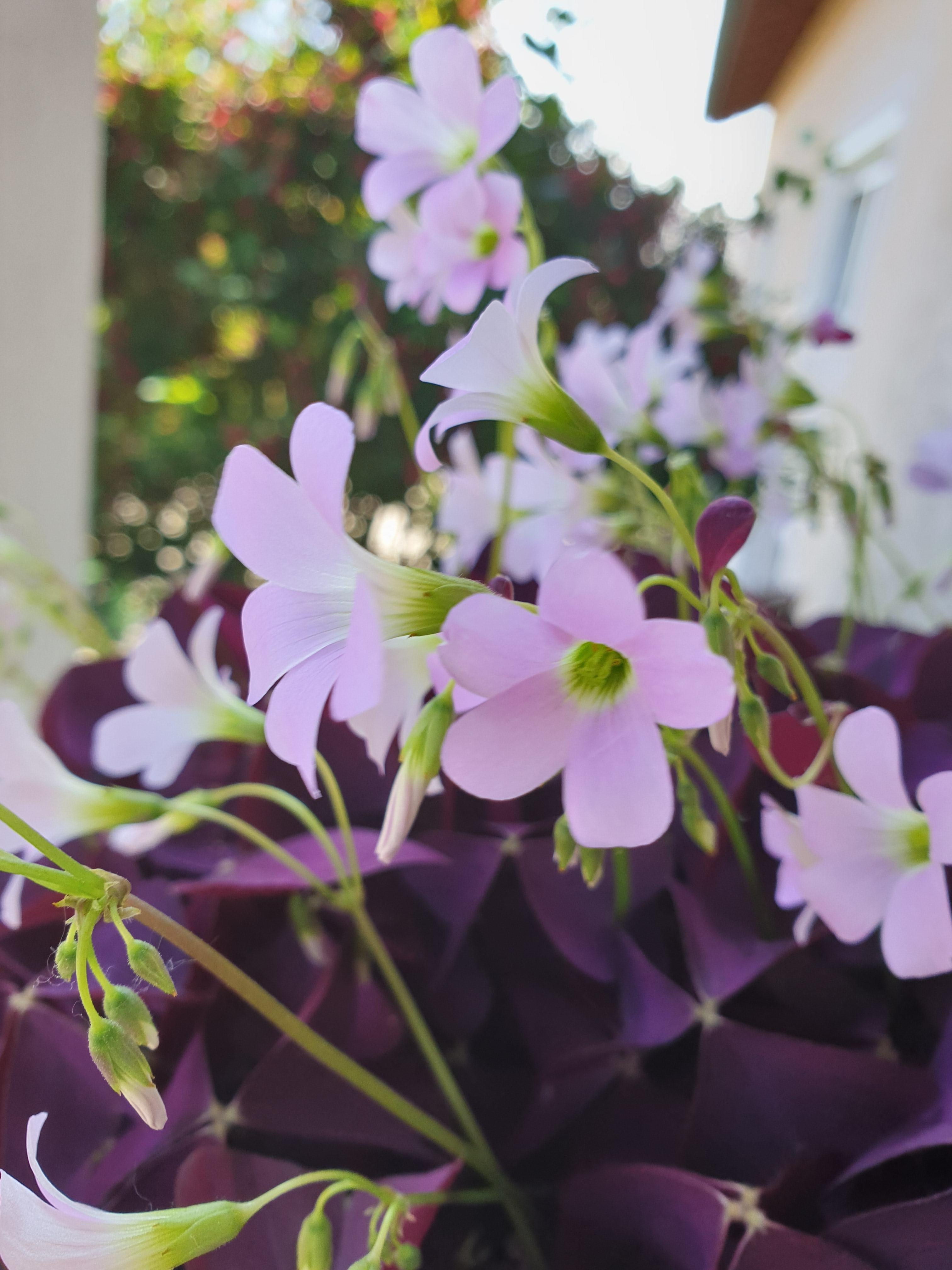 Blumiger Empfang an der Haustüre 
#klee hat so viel Schönheit #frühling #blumen #flowers #flowerpower
