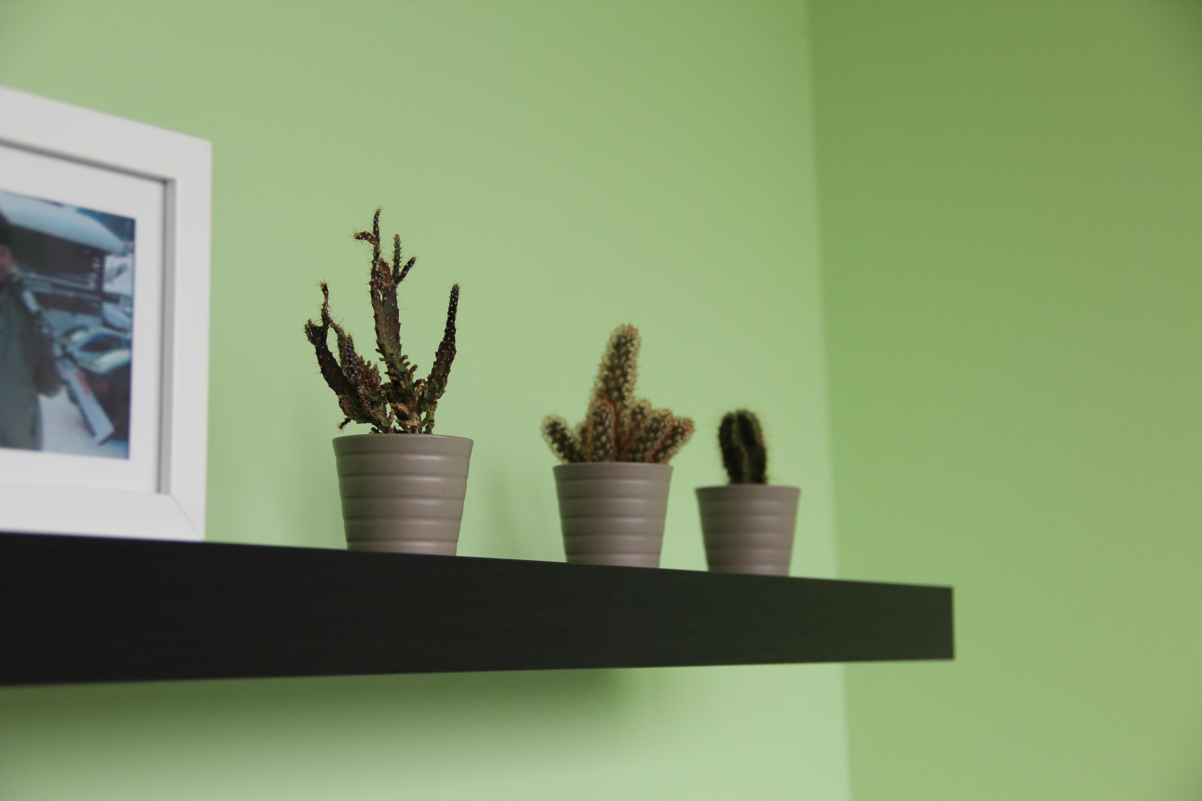 Board mit Kakteen #kaktus ©Laura H.
