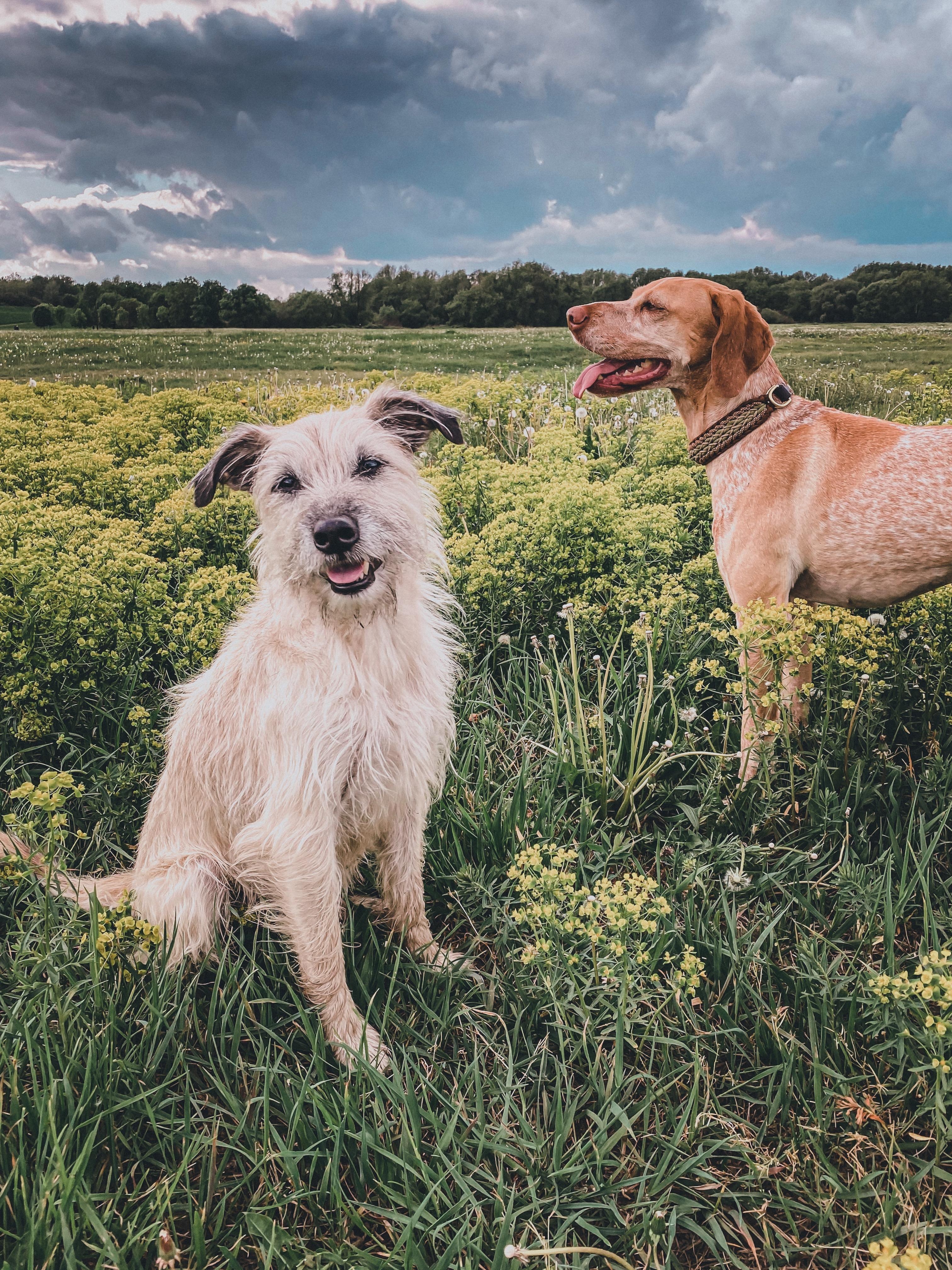 Bootsmann & Dulce = Liebe #dogs #hundeliebe #summerfeeling