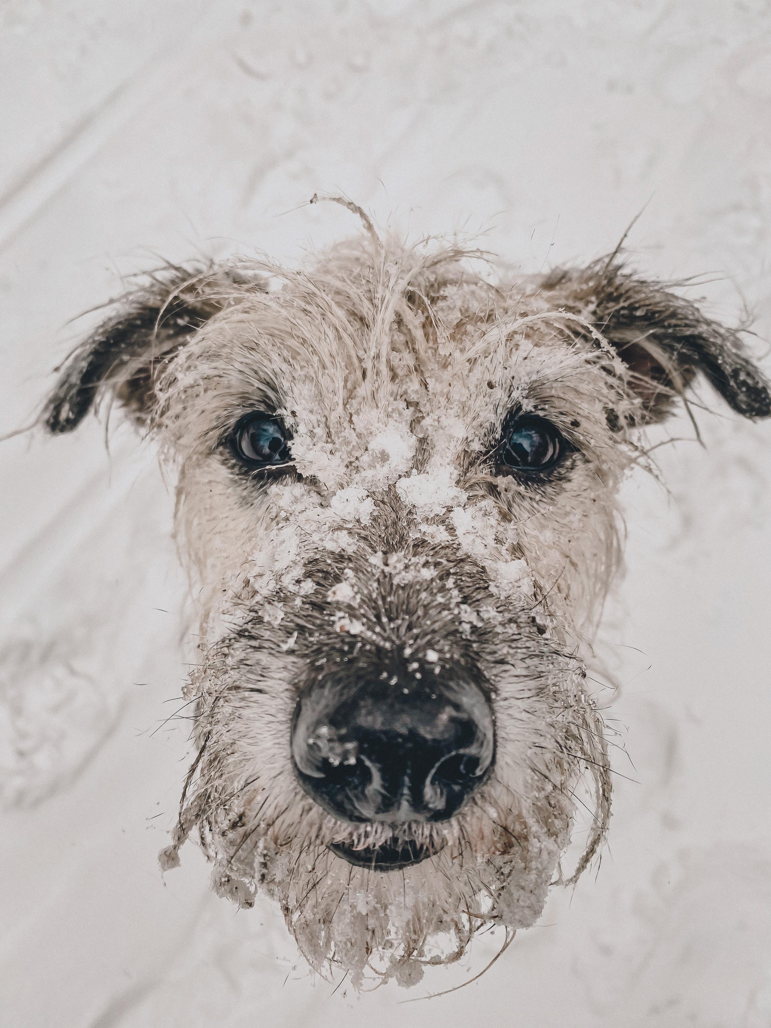 Bootsmann liebts im Schnee zu buddeln #dog 