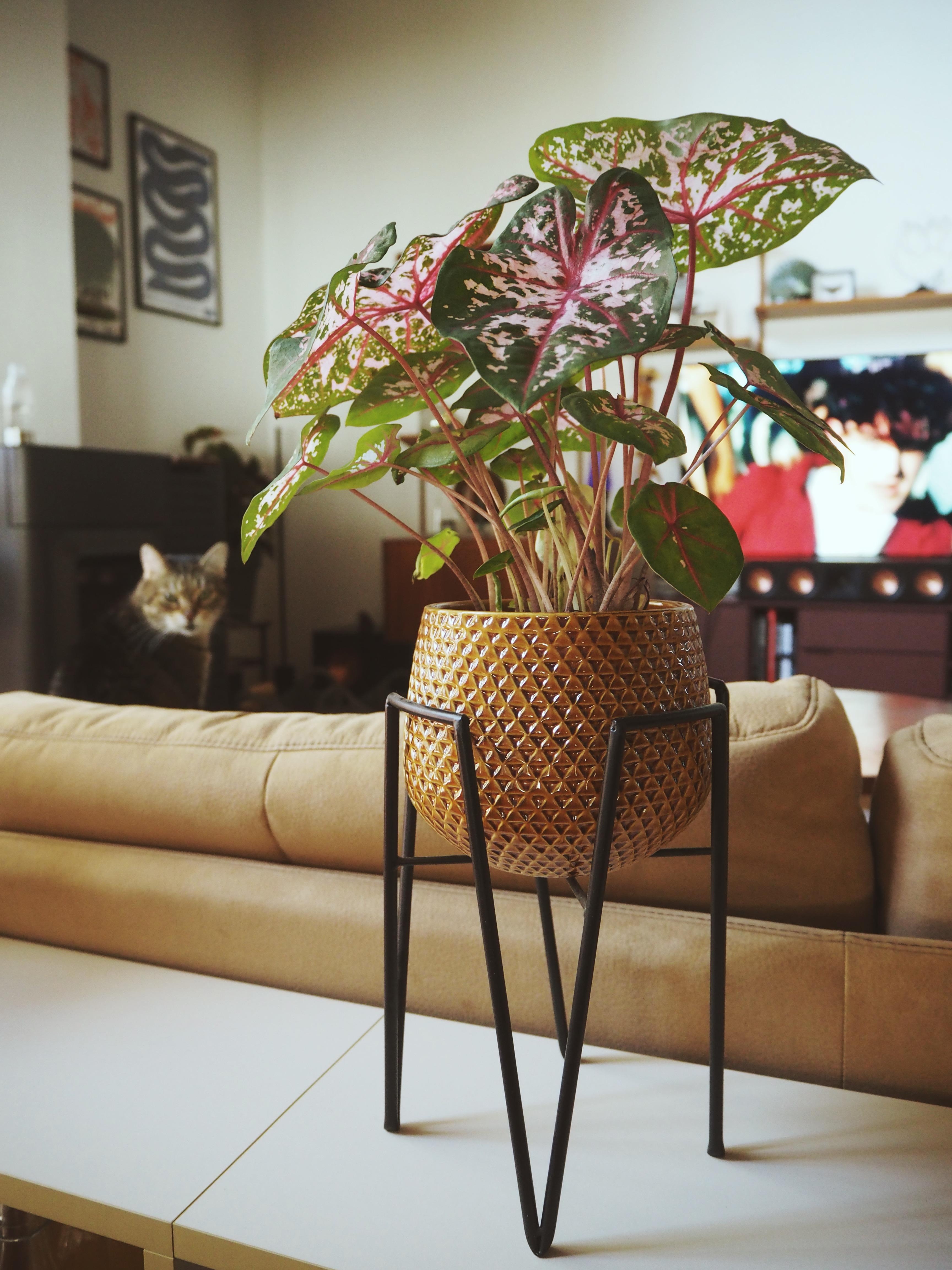 botanical bliss #zimmerpflanzen #livingroom #wohnzimmer