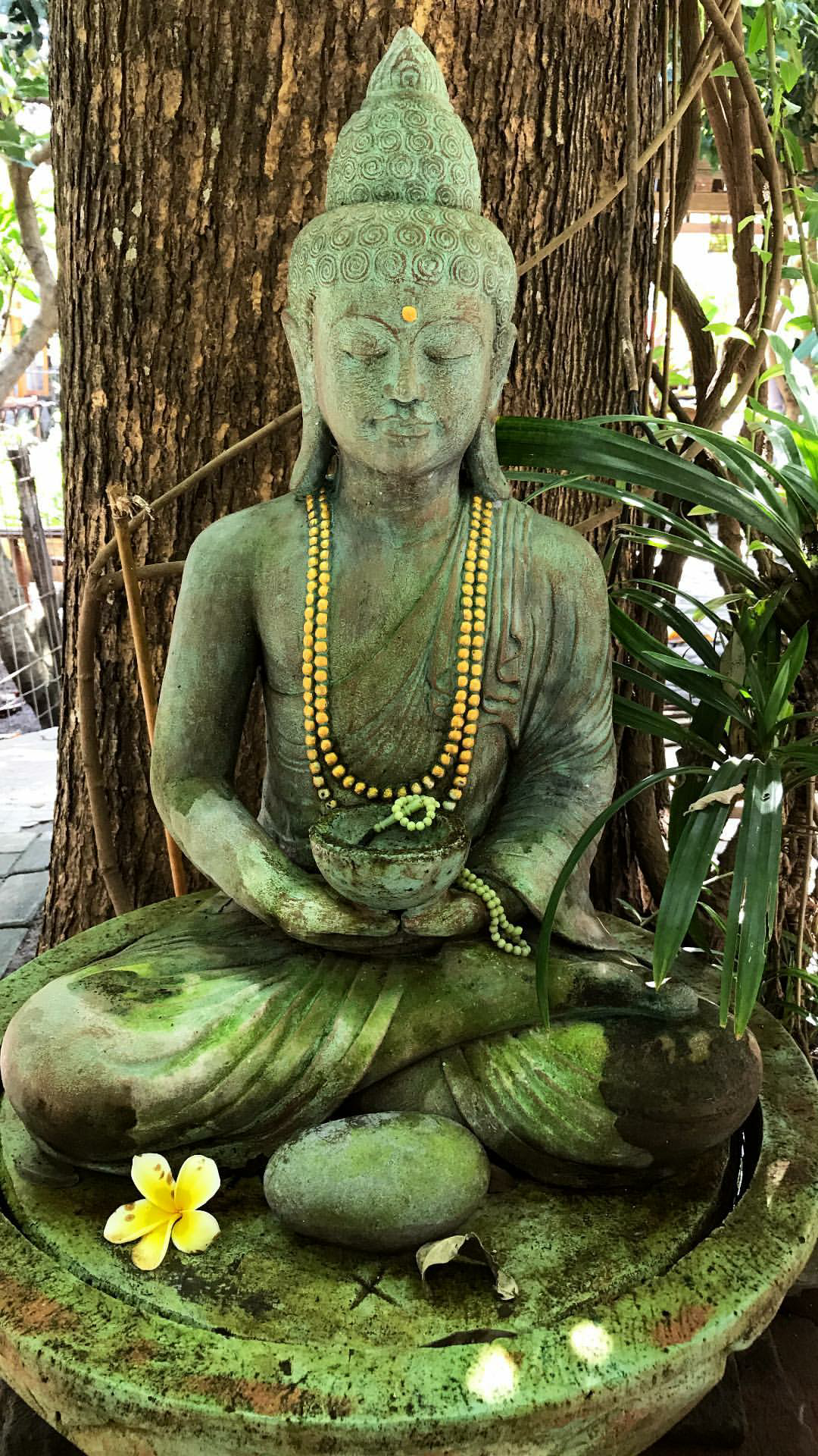 #buddha #meditate 