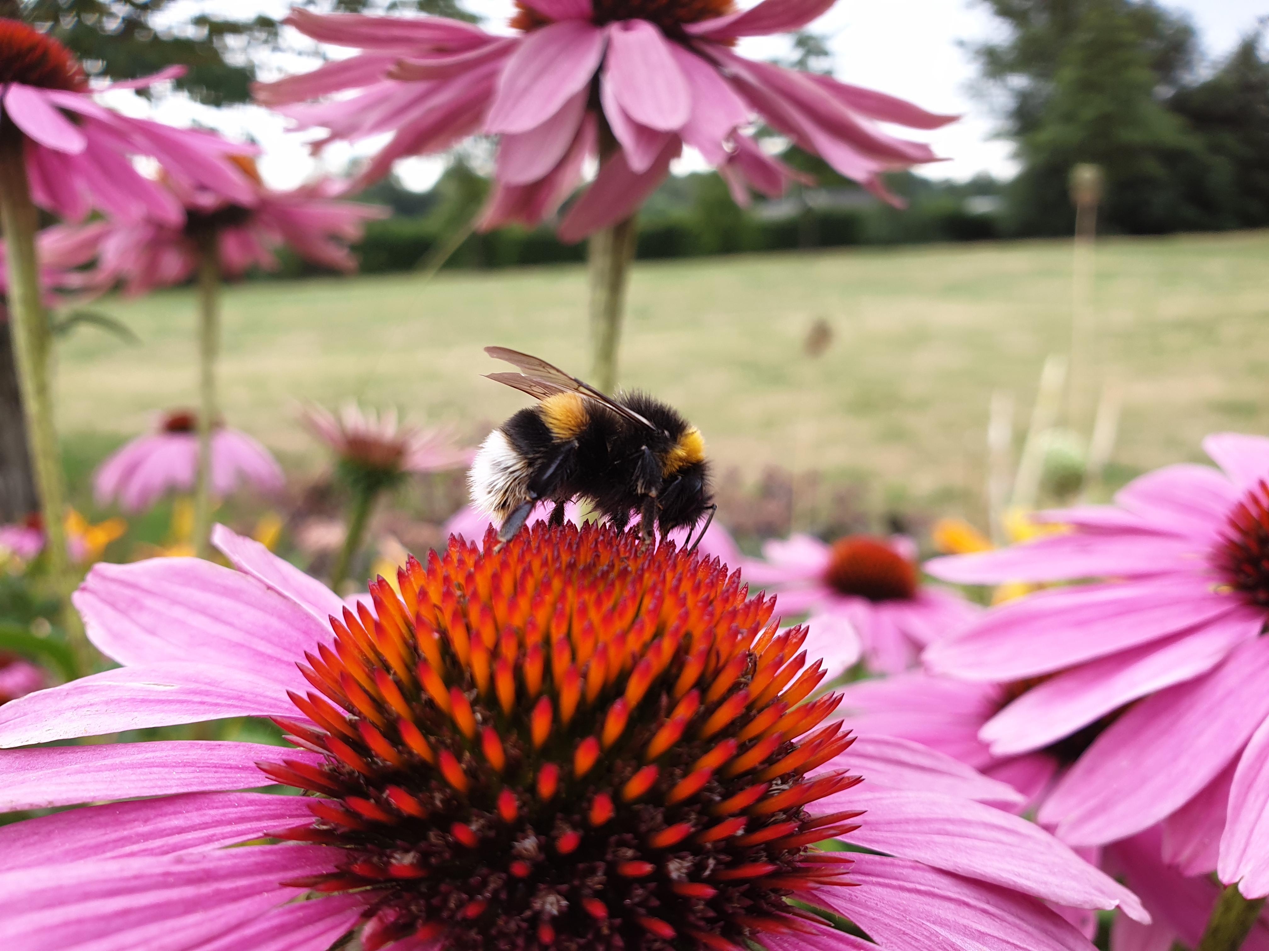 #bumblebee #bienenfutter #savethebee in meinen Garten kommen nur noch Bienenpflanzen!