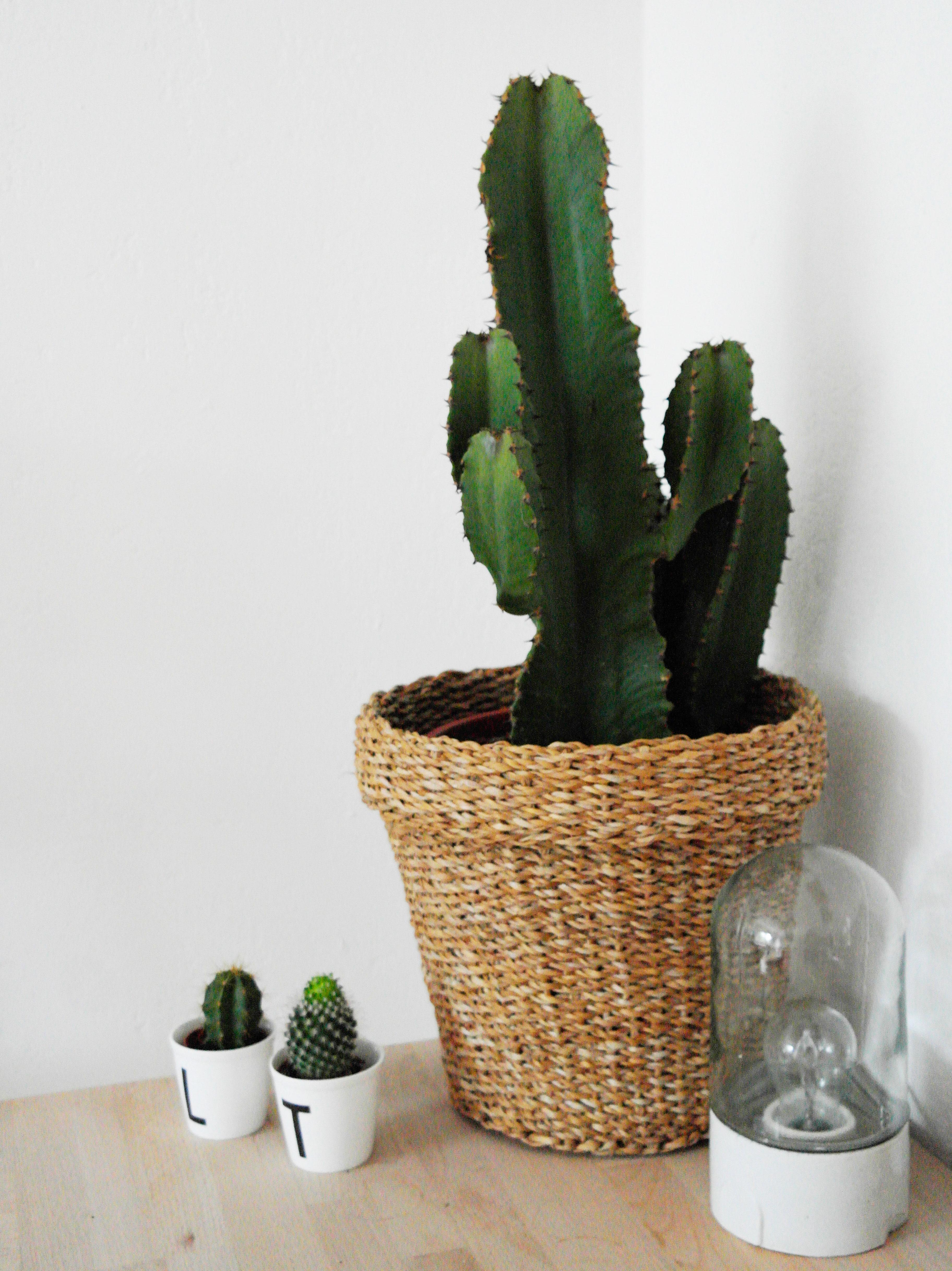 Cactus and Letters #cactus #plants #lettering #typografie #livingroom