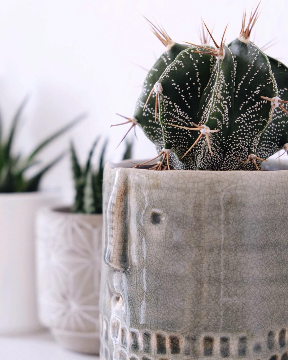 Cactuslover 🌵
#kaktus #sukkulenten #pflanzen #keramik #blumentopf #dekoration