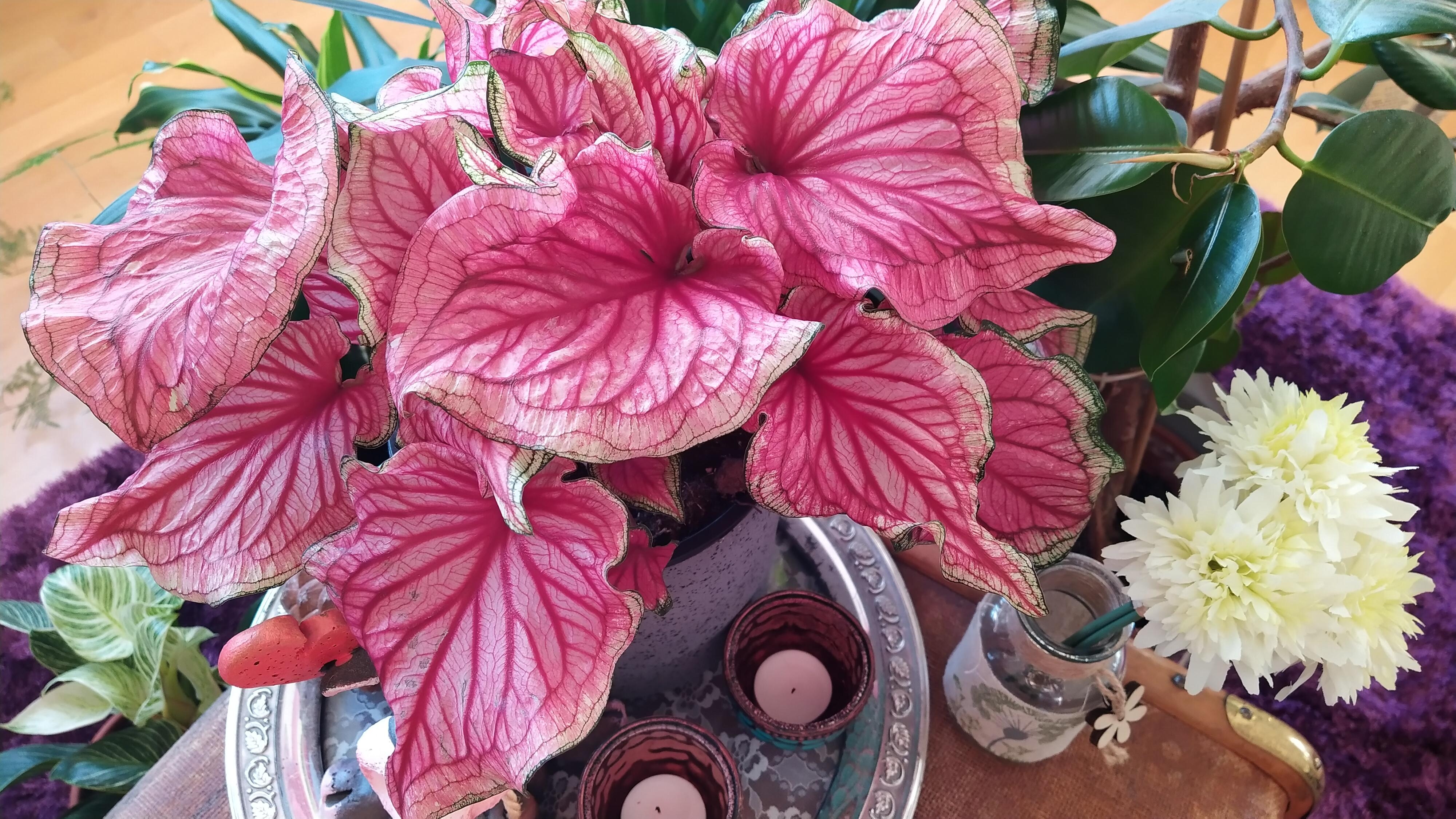 Caladium Sweetheart in Pink
#pflanzen #caladium #plants #indoorplants #zimmerpflanze #pflanzenliebe #couchliebe 