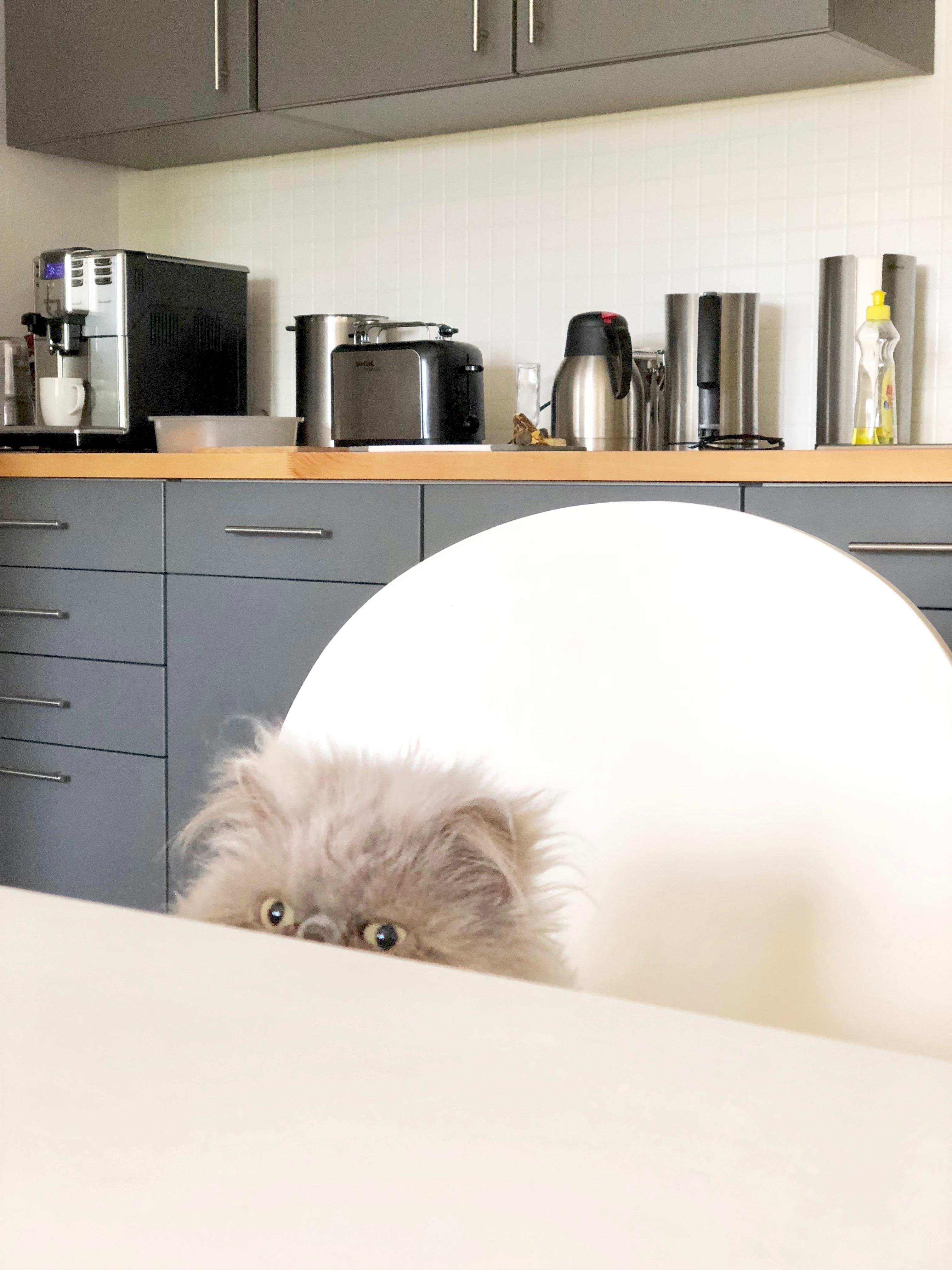 carlo ist watching us😻
#rescuedcat #perser #kitchen #fürmehrrealität #unaufgeräumt #egal #bestpic #grossegrumpyliebe