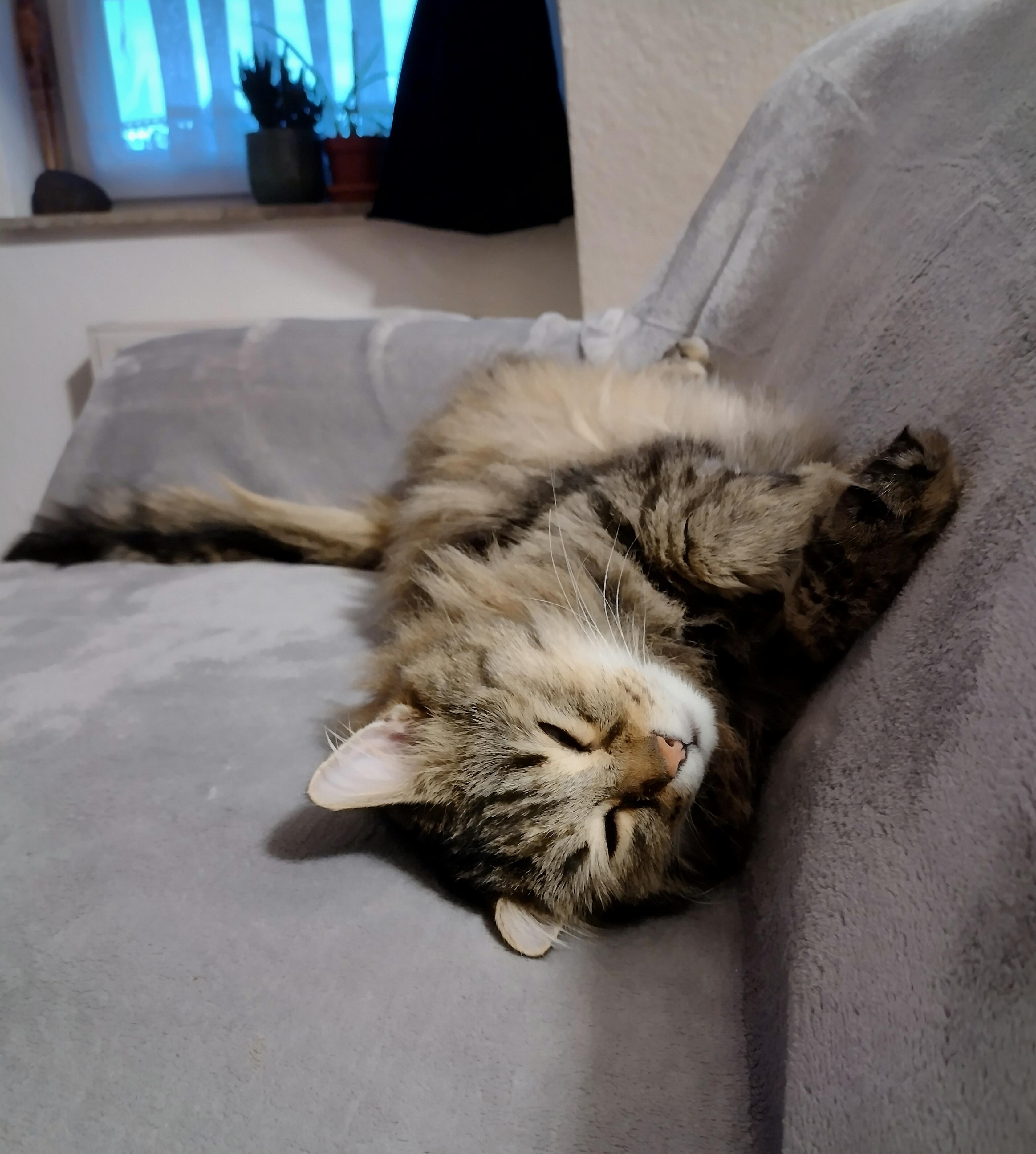 #catcontent #katze #kater #sofa #couch 