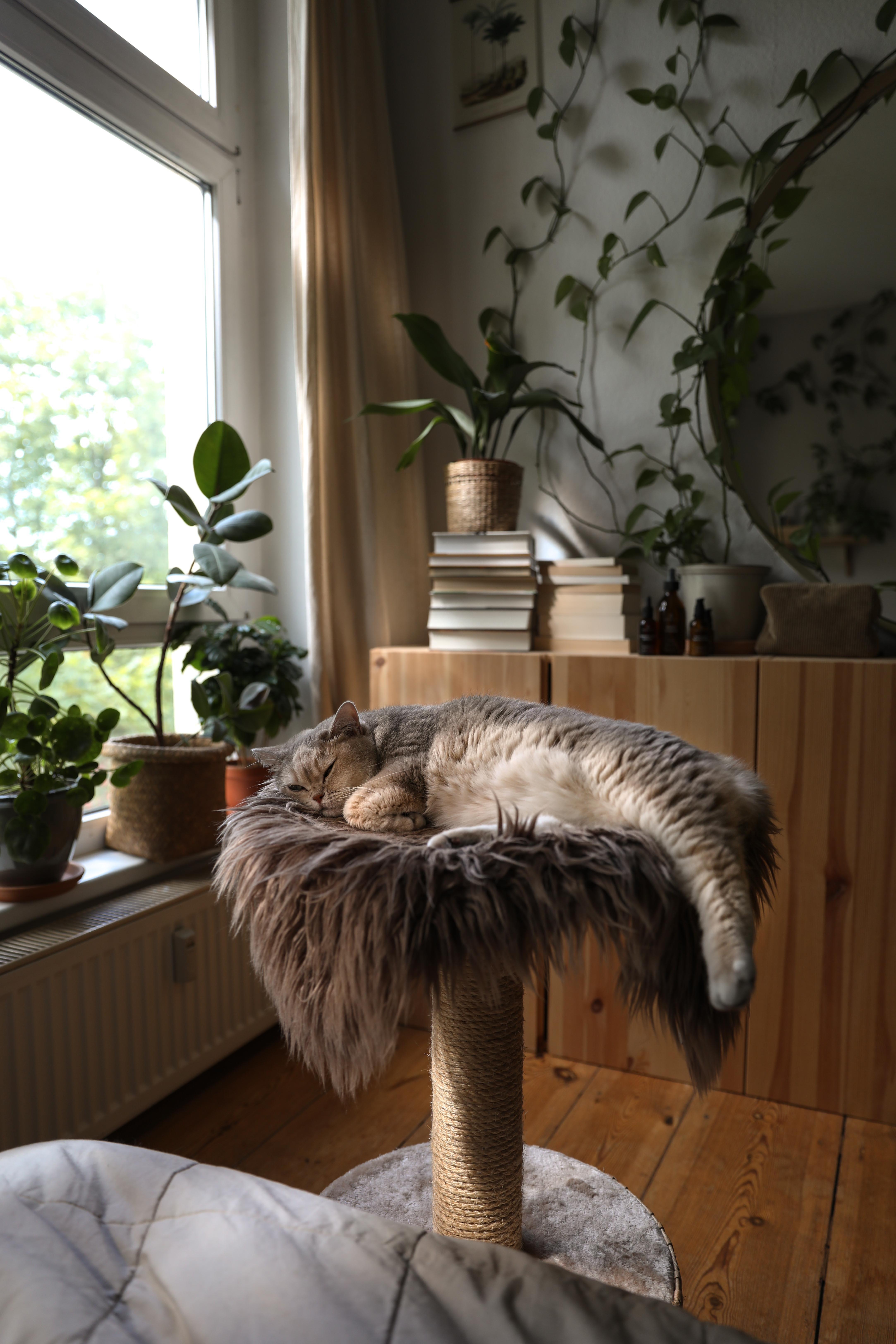 #catlife #cat #catlover #catcontent #catmom #homedecor #cozyhome #cozy #cozyplace #bedroom #katze #katzenliebe 