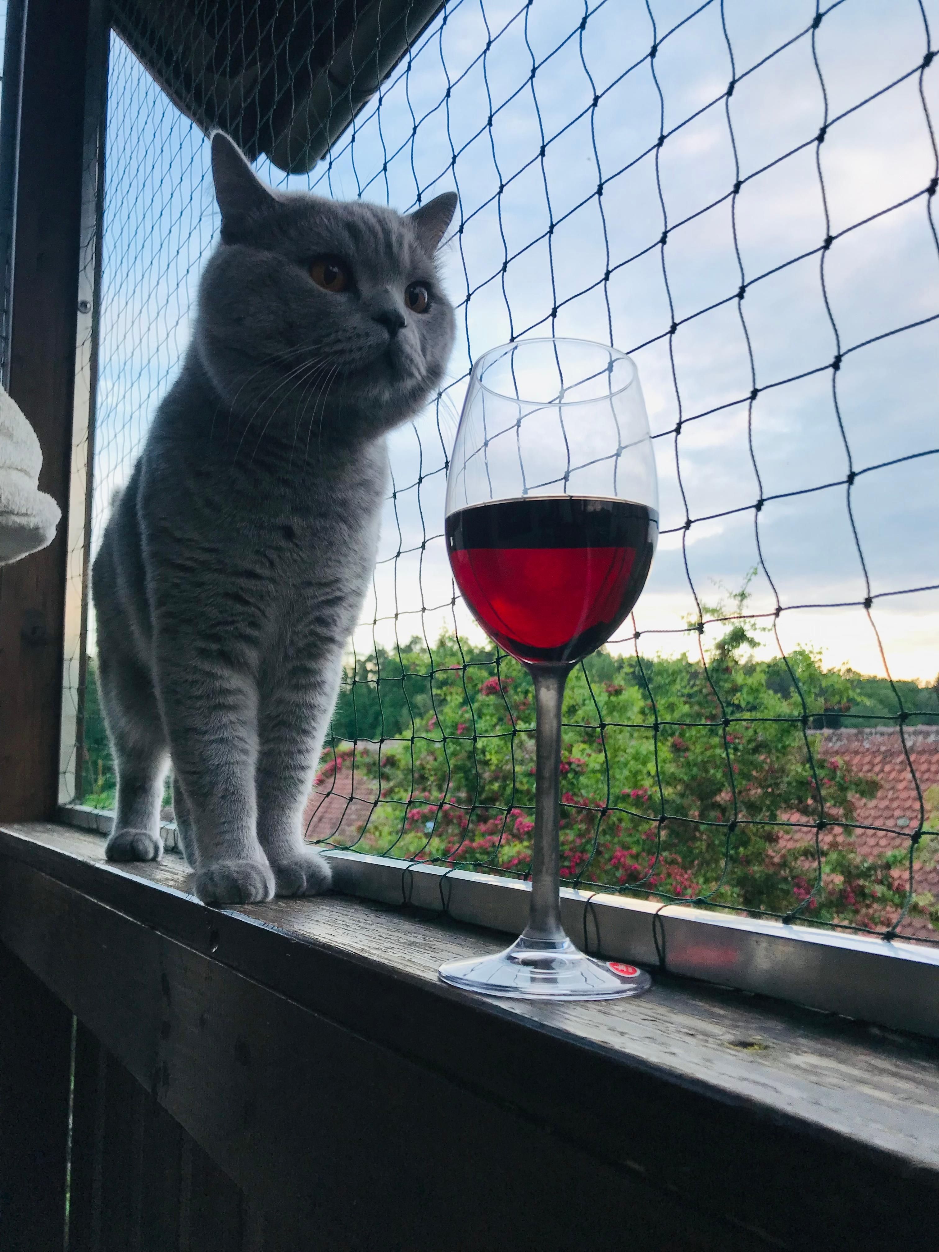 cats & wine, da sag ich nicht nein
#livingchallenge #metime
