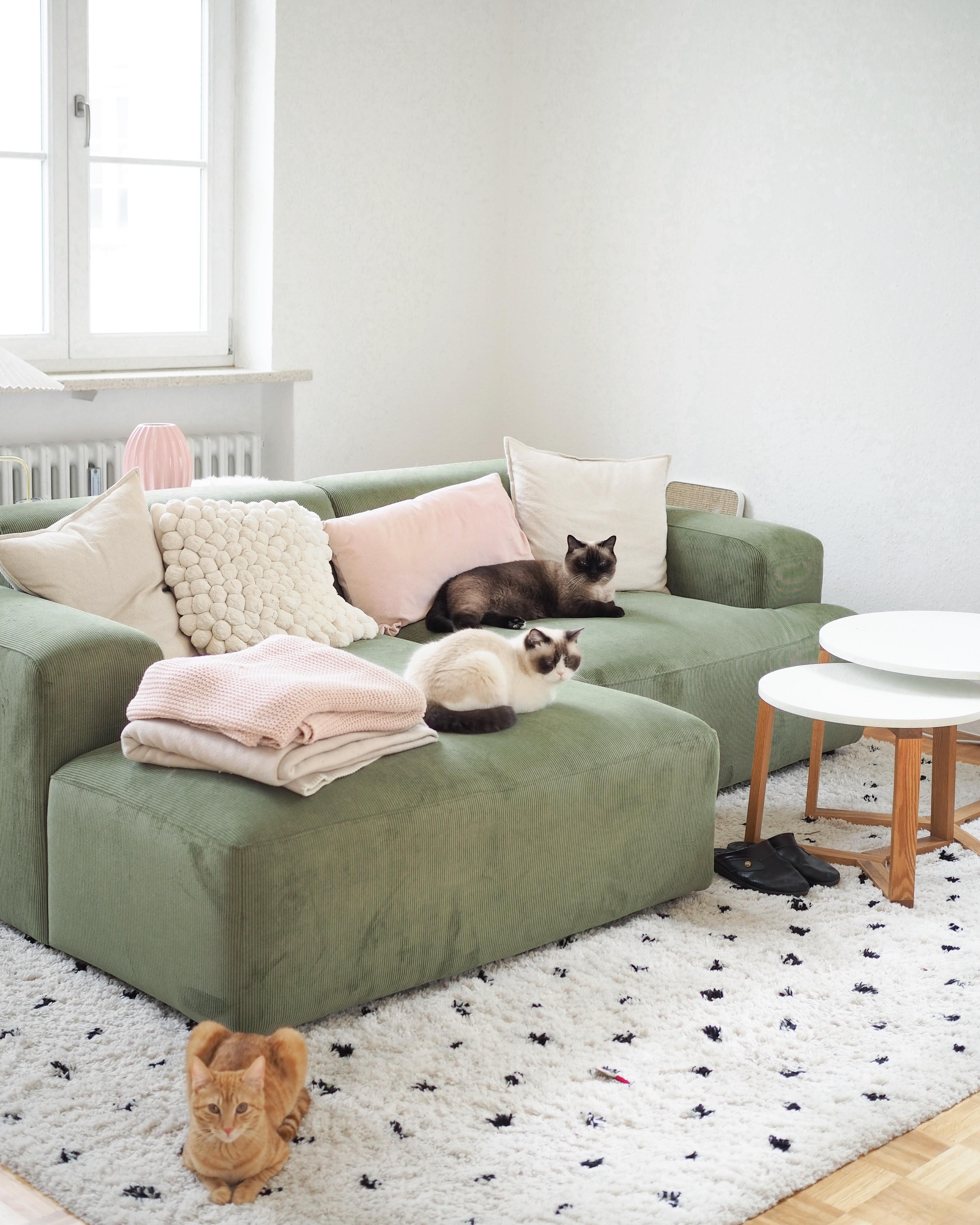 Cats, cats, cats 😁
#couch #sofa #katzen #skandihome #wohnzimmer #skandiliving #nordic #livingroom 