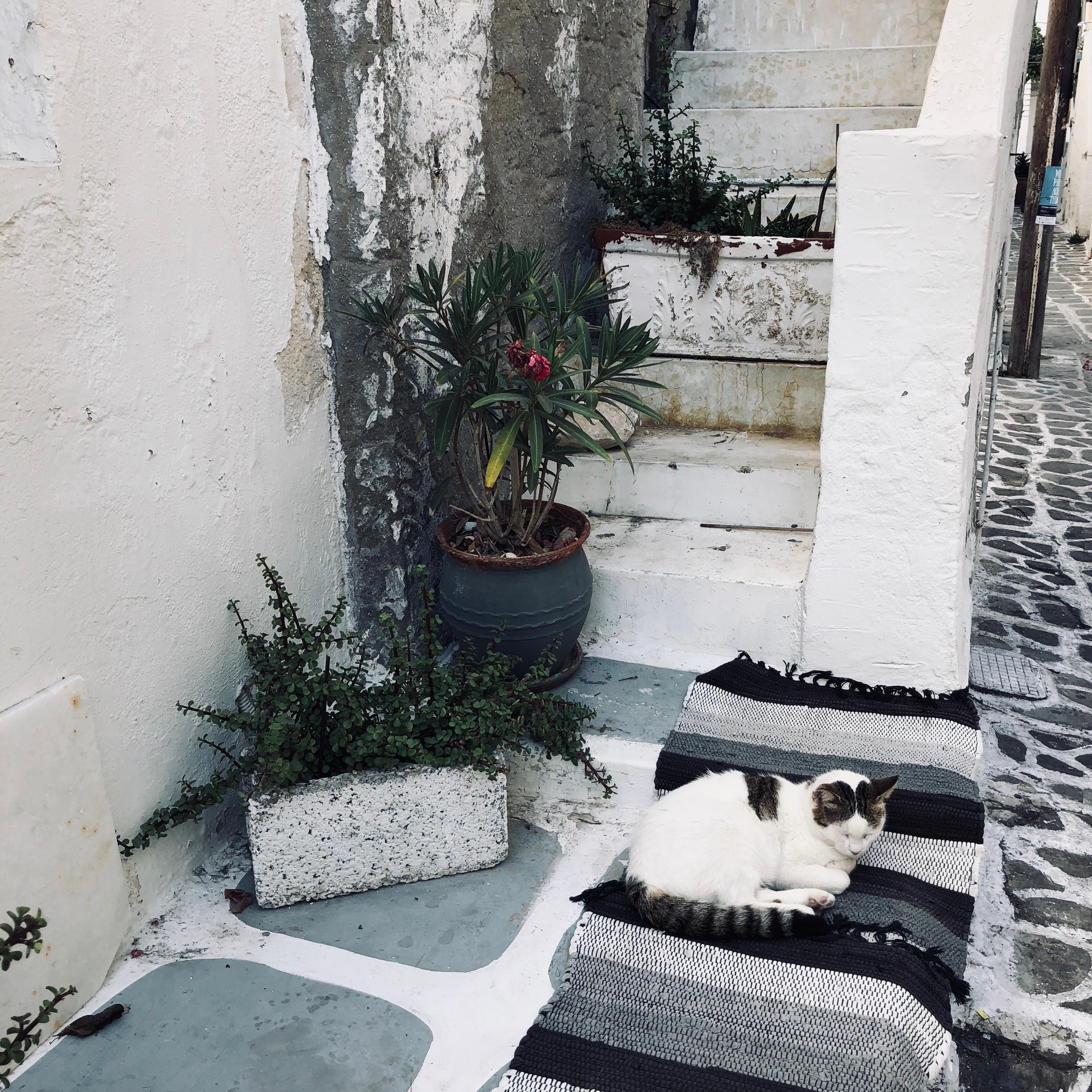 cats corner #paros #travel #sleepingbeauty #cats #katzenliebe #theartofslow #catmoment #break #treppenaufgang