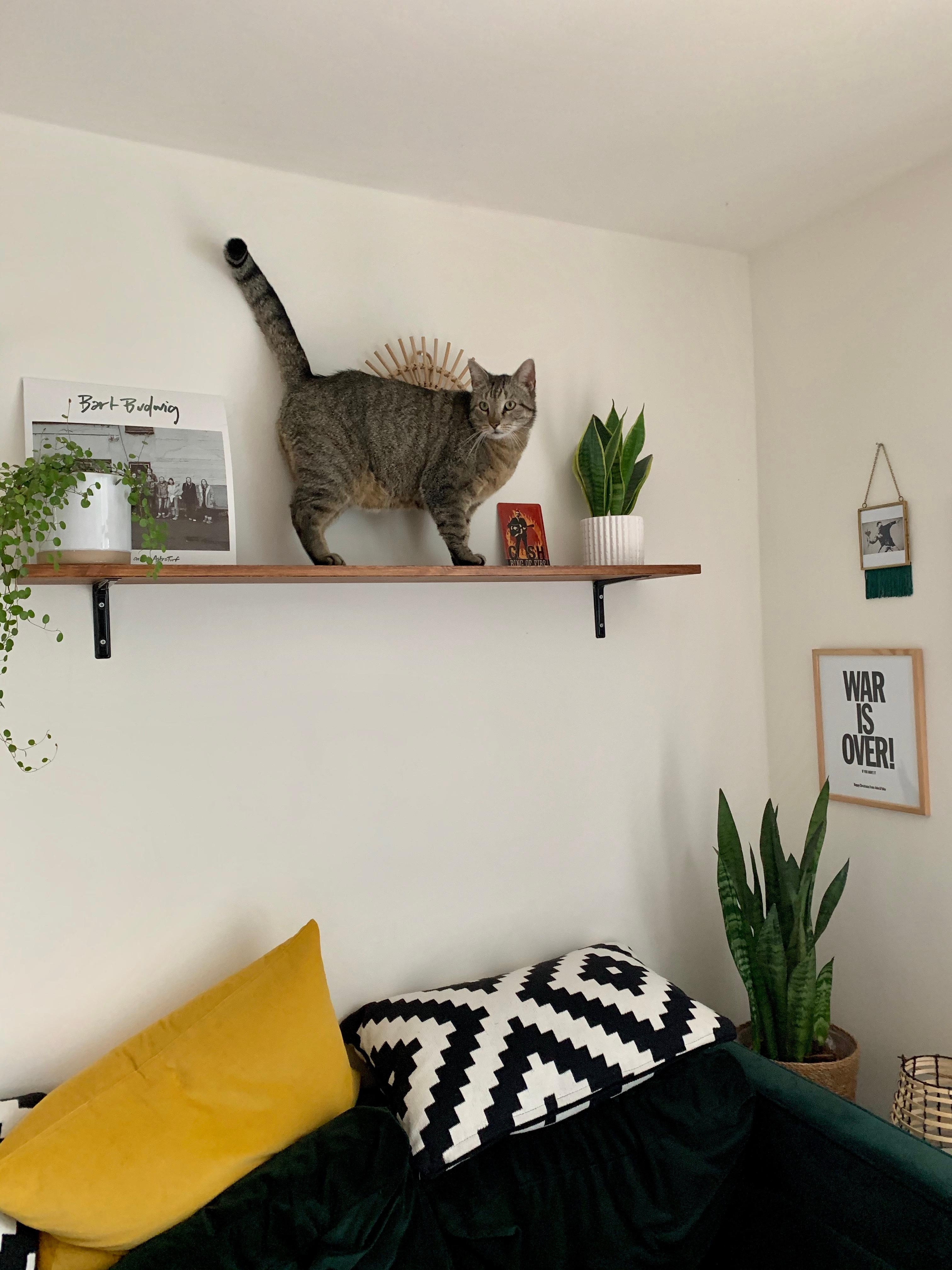 Cats‘n‘shelves 😼

#livingwithcats #catmom #diy