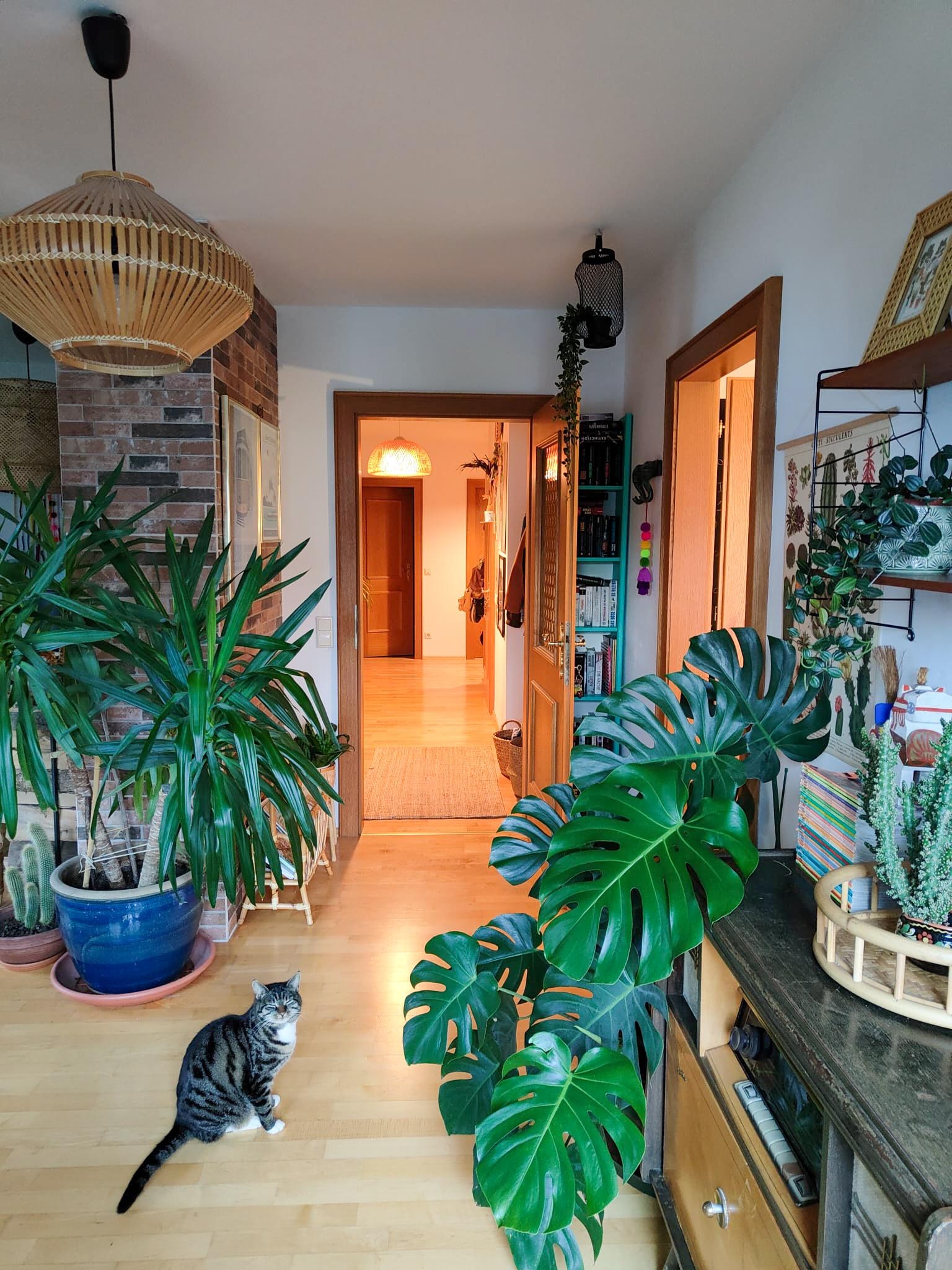 Caturday 🐱❤️ #livingroom #houseplants
