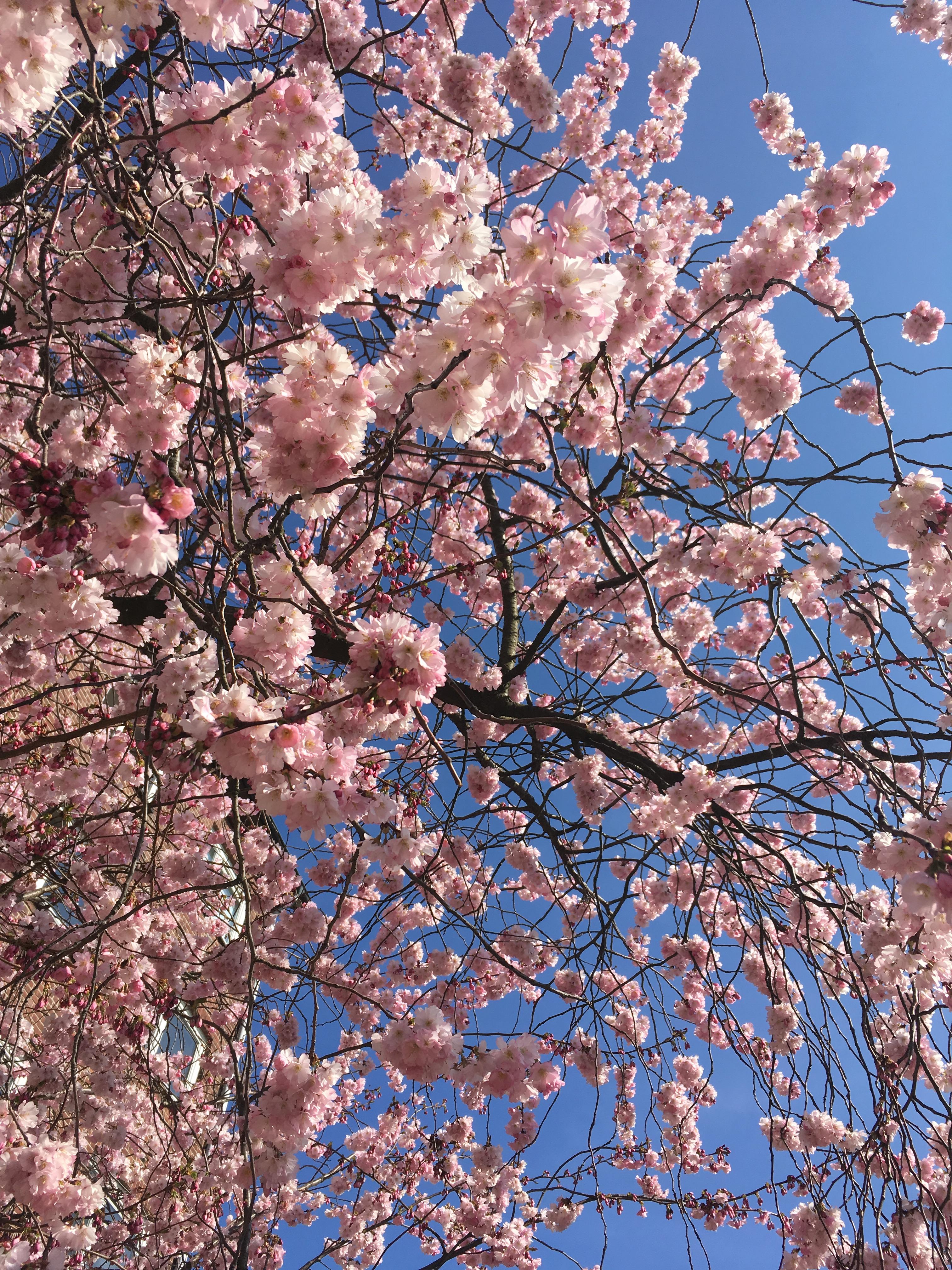 #cherryblossom #abinsgruene #spring #COUCHstyle