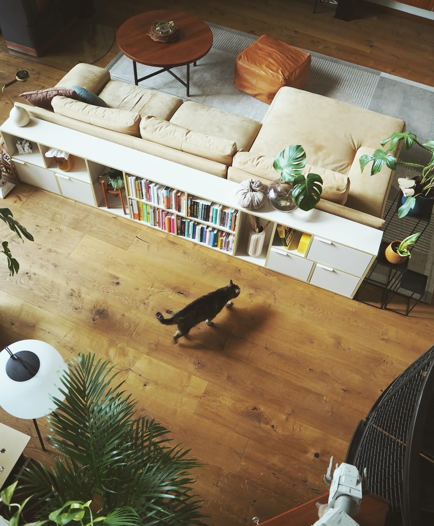 Chewie auf Streifzug #wohnzimmer #livingroom #couchstyle #tylko