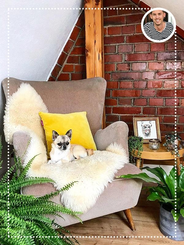 Chihuahua-Dame Rosi lebt seit einem knappen Jahr bei Mario und Achim und liiiebt große Sessel -> #mariohahnstory