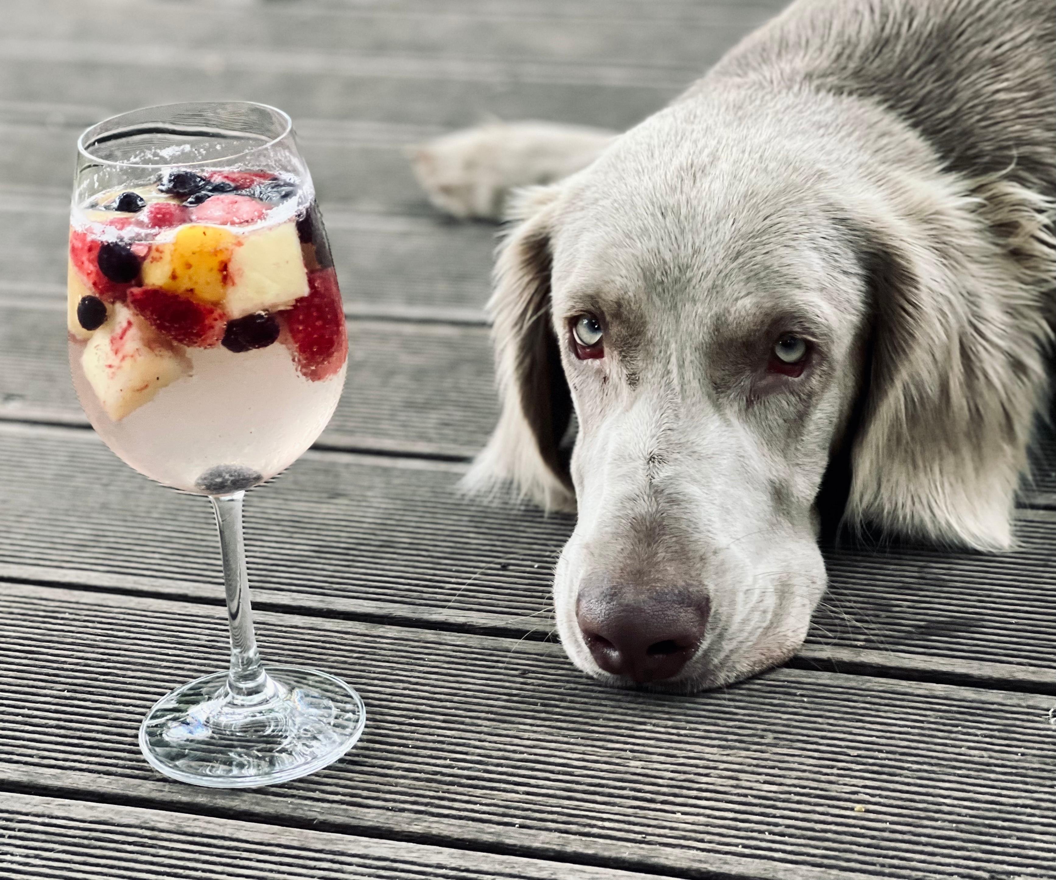 #Cocktail#Hund#Drink 

Don’t drink and drive!