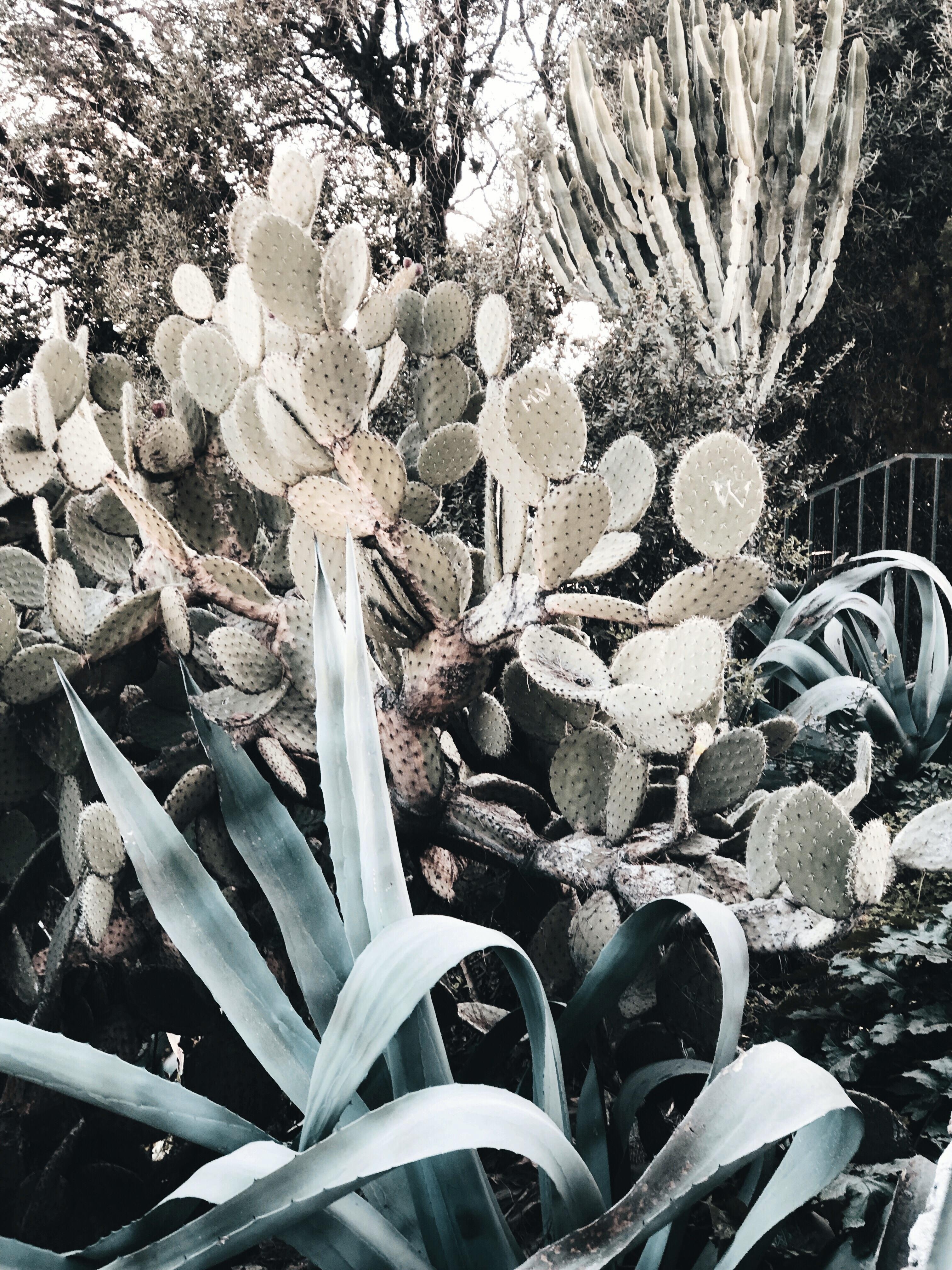 Côte d’Azur #cactuslover #cactusgarden
#plantlove #plantlady #couchstyle