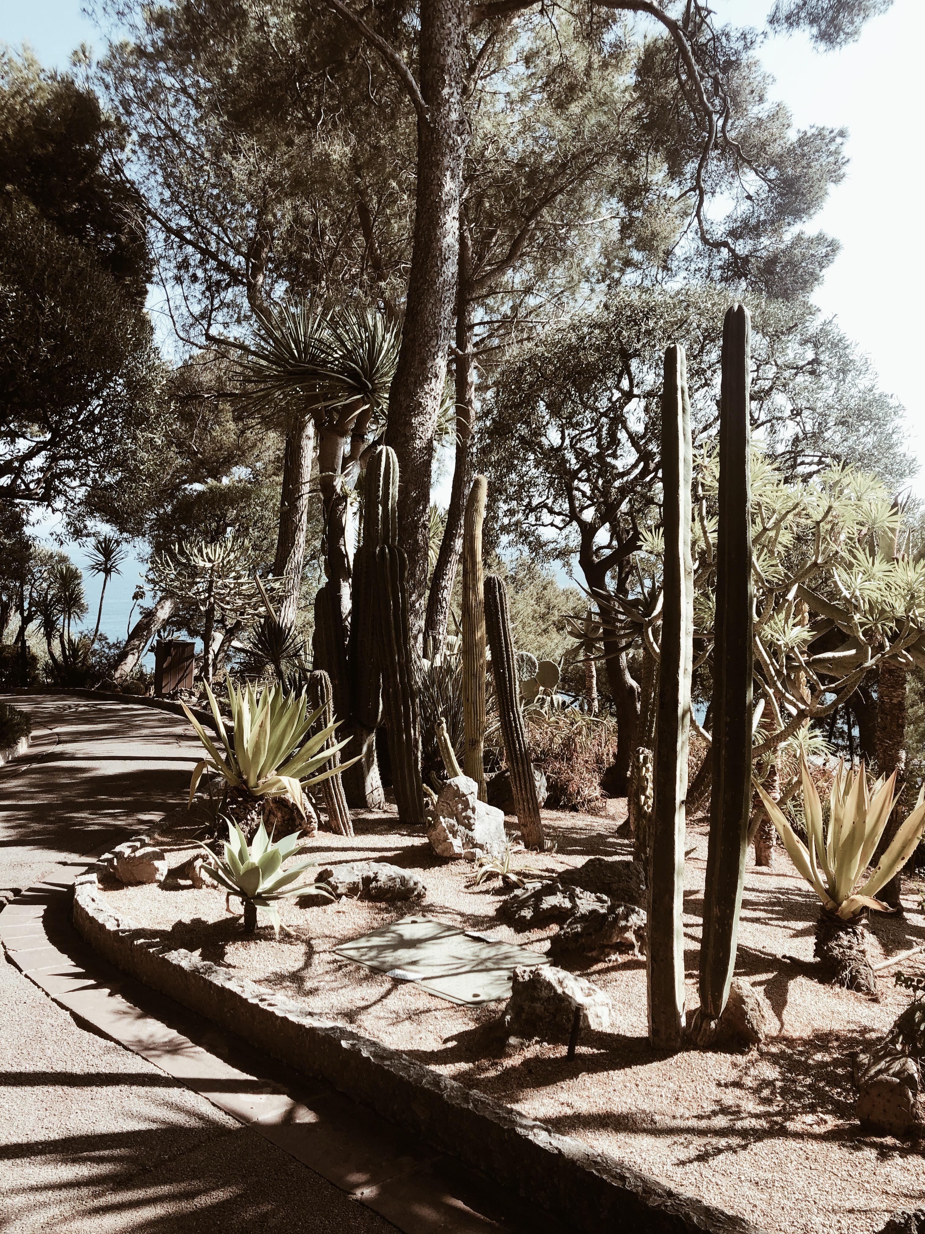 Côte d’Azur #monaco #cactusgarden #botanical
#plantlove #plantlady #couchstyle