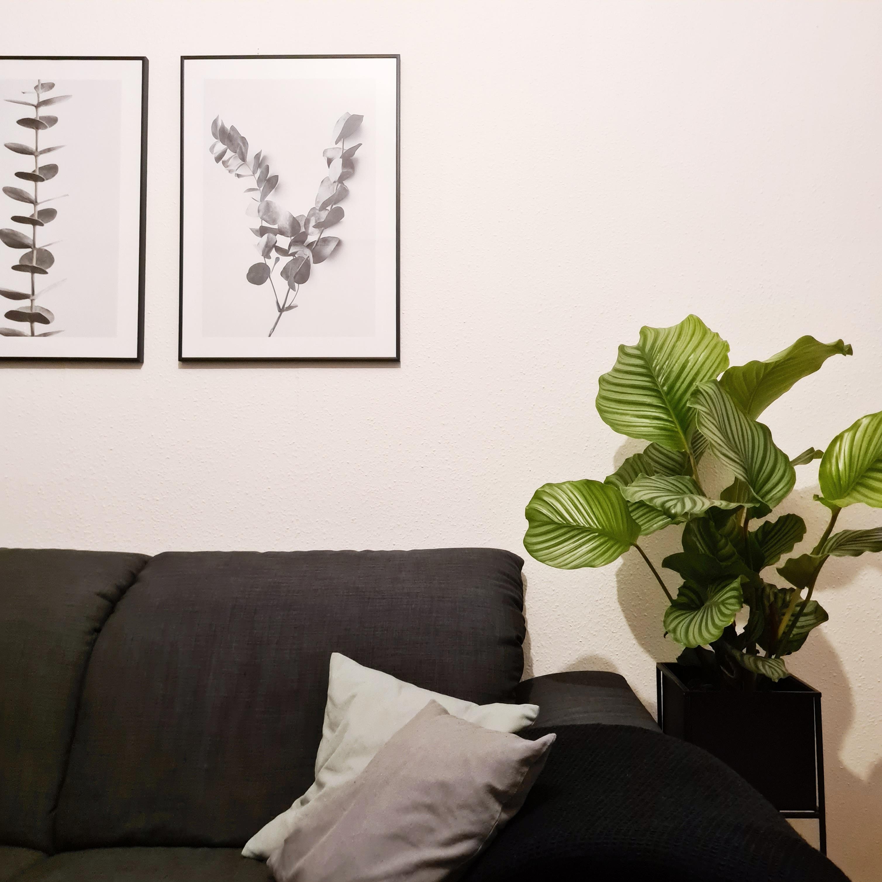 #couch #wohnzimmer #pflanzen #hygge