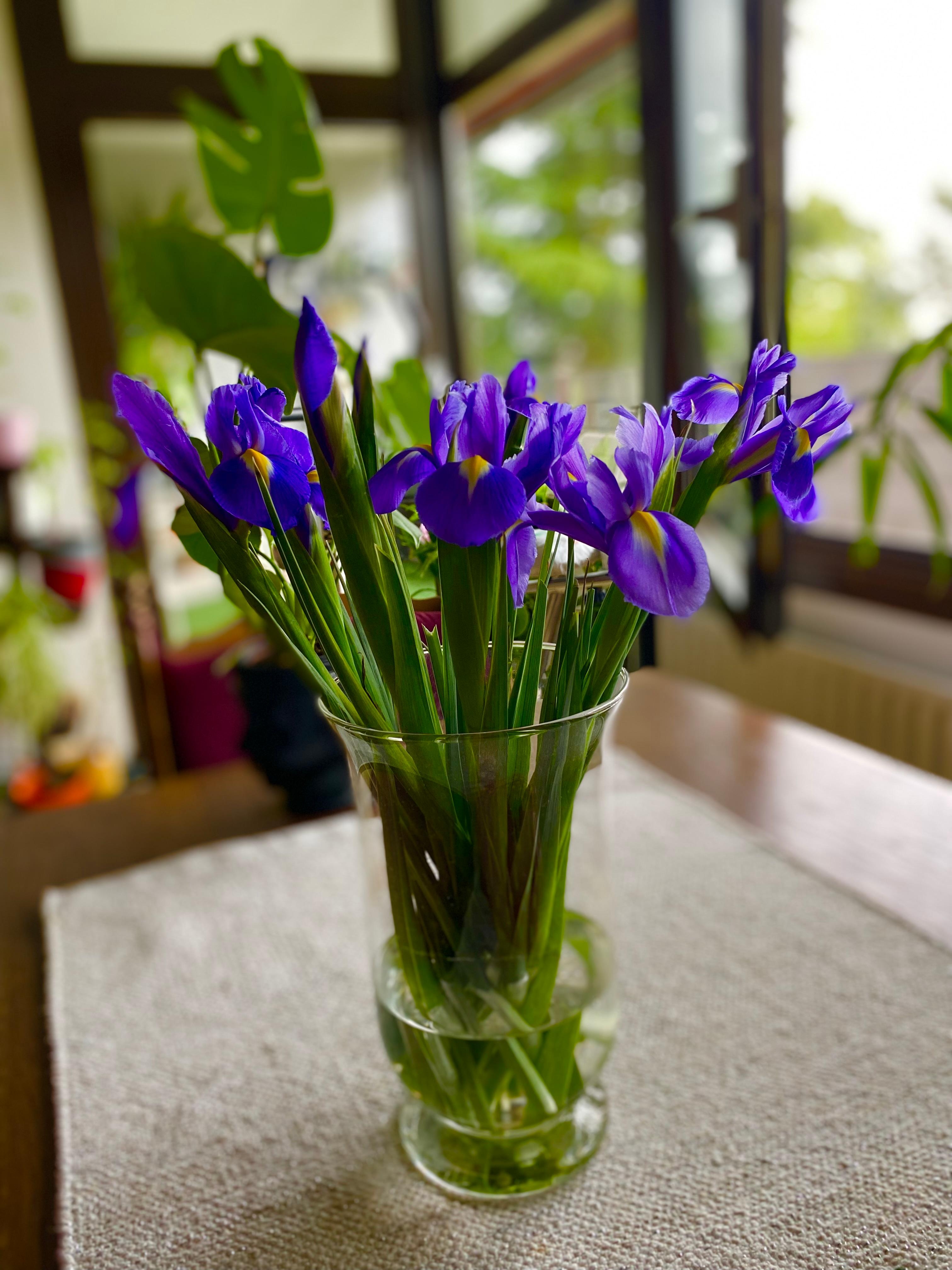 #couchliebt #iris #blumenliebe
Diese Blume sieht man seltener in Vasen, da giftig. Aber ich finde sie so schön 🤩 

