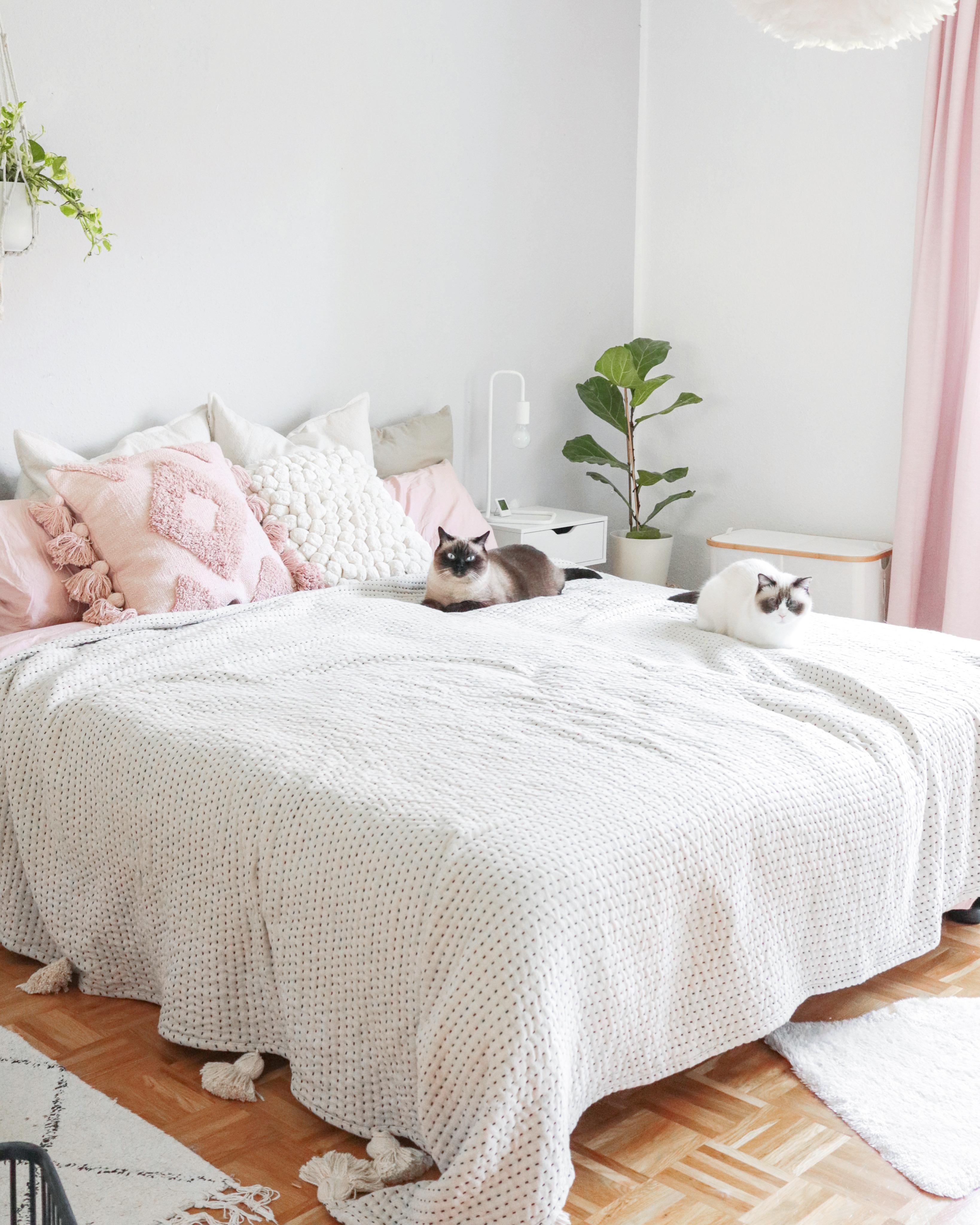 Cozy mood 🤍😻
#schlafzimmer #bedroom #cozyhome #schlafzimmerinspo #skandi #scandihome #cozy #bett #bettwäsche 
