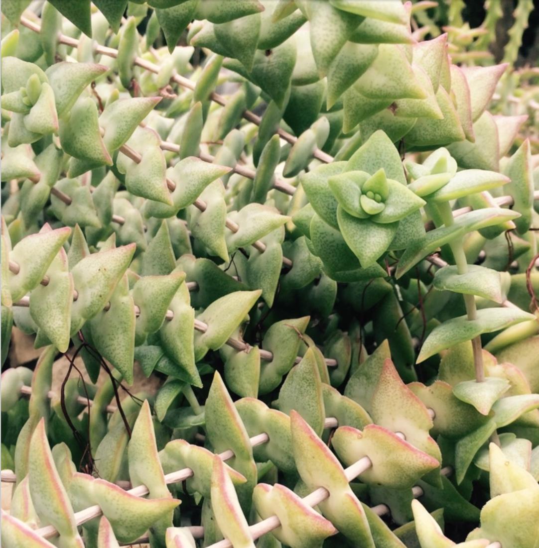 #crassula perforata 
