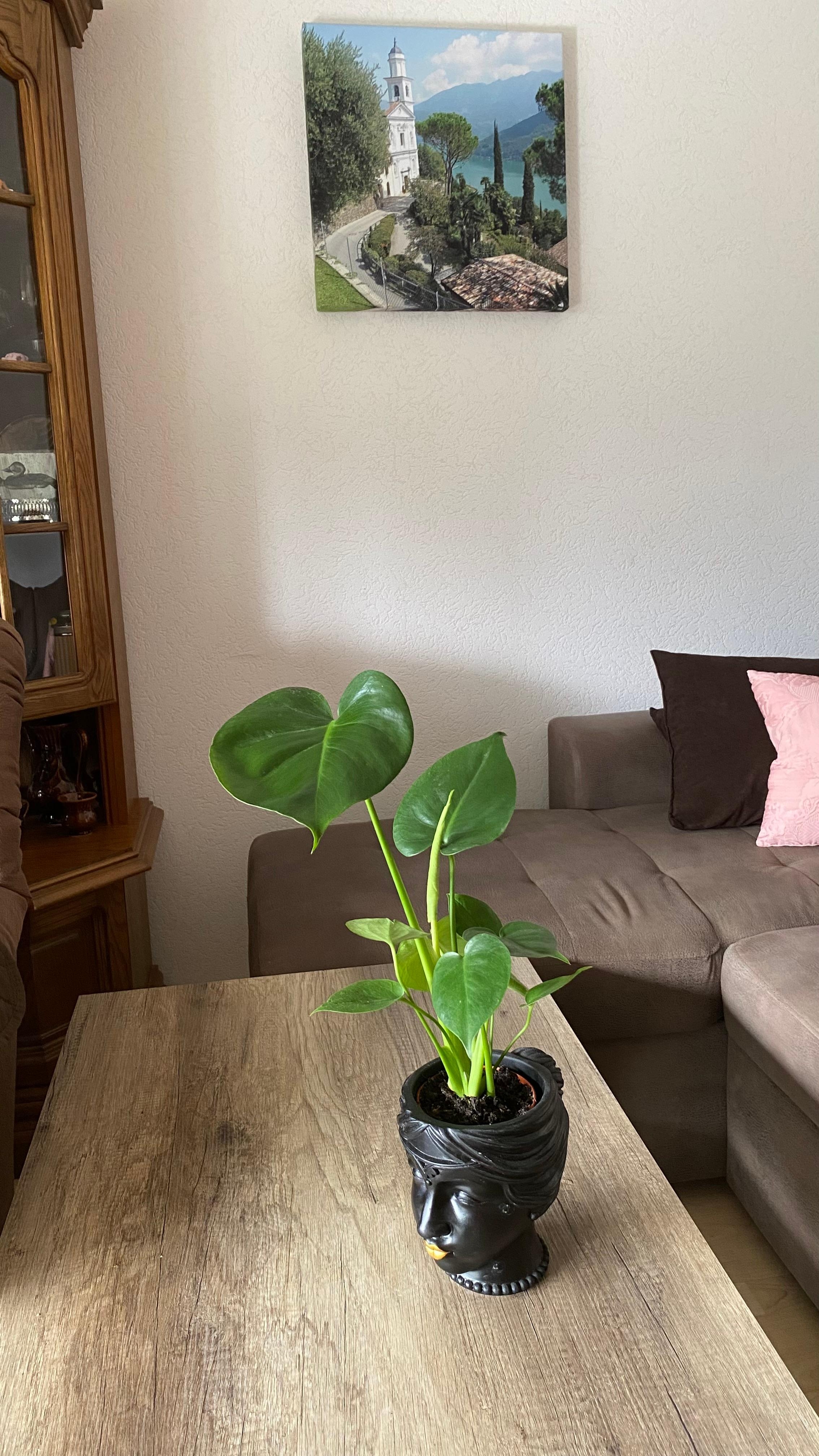 Da ist sie wieder, eine neue Pflanze 🌱 🪴
#fensterblatt #wohnzimmer #geschenk
