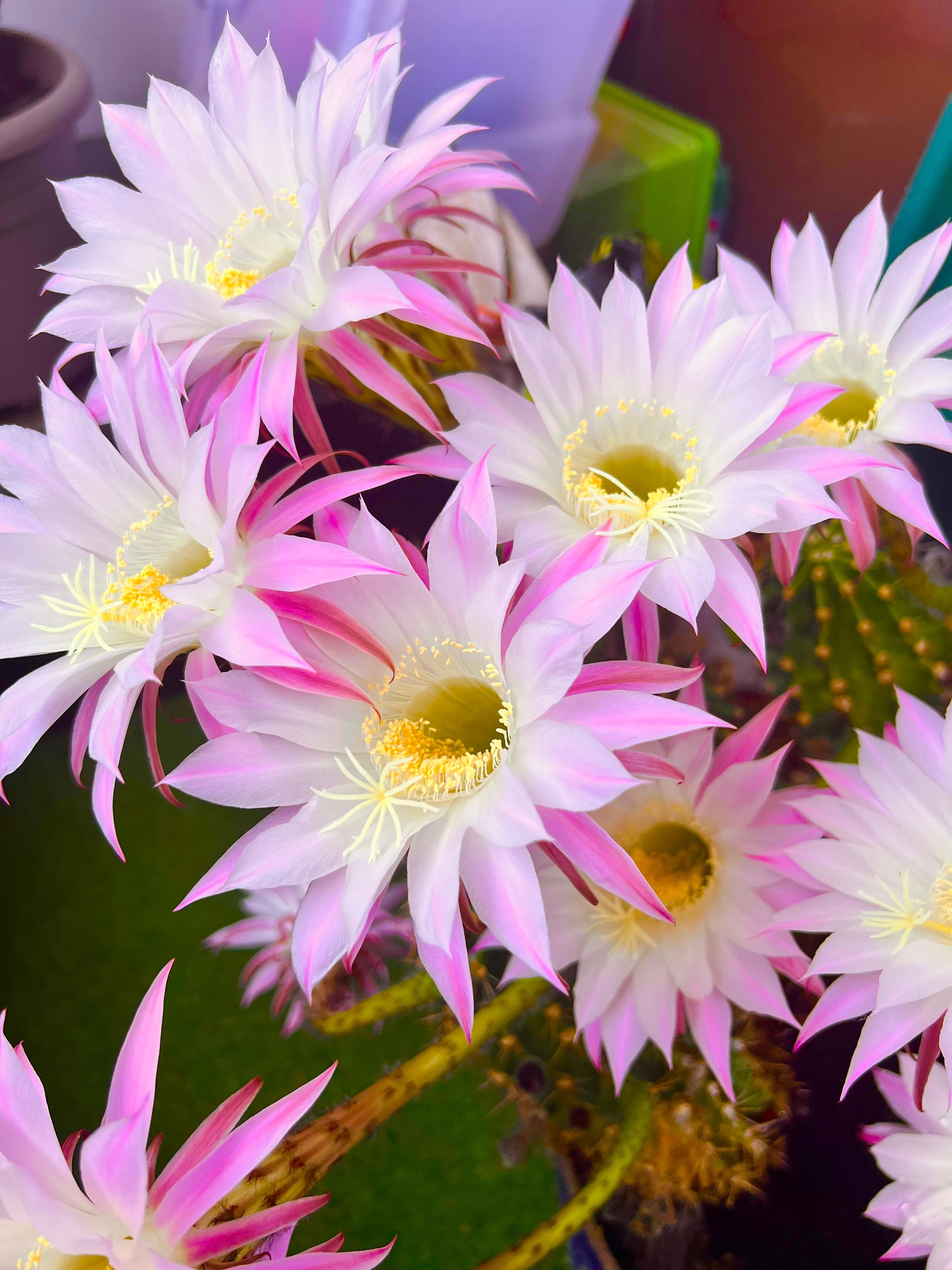 Da sind sie wieder, die 1-Tagesblüten von meinen Kakteen 😍
#kaktus #blüten