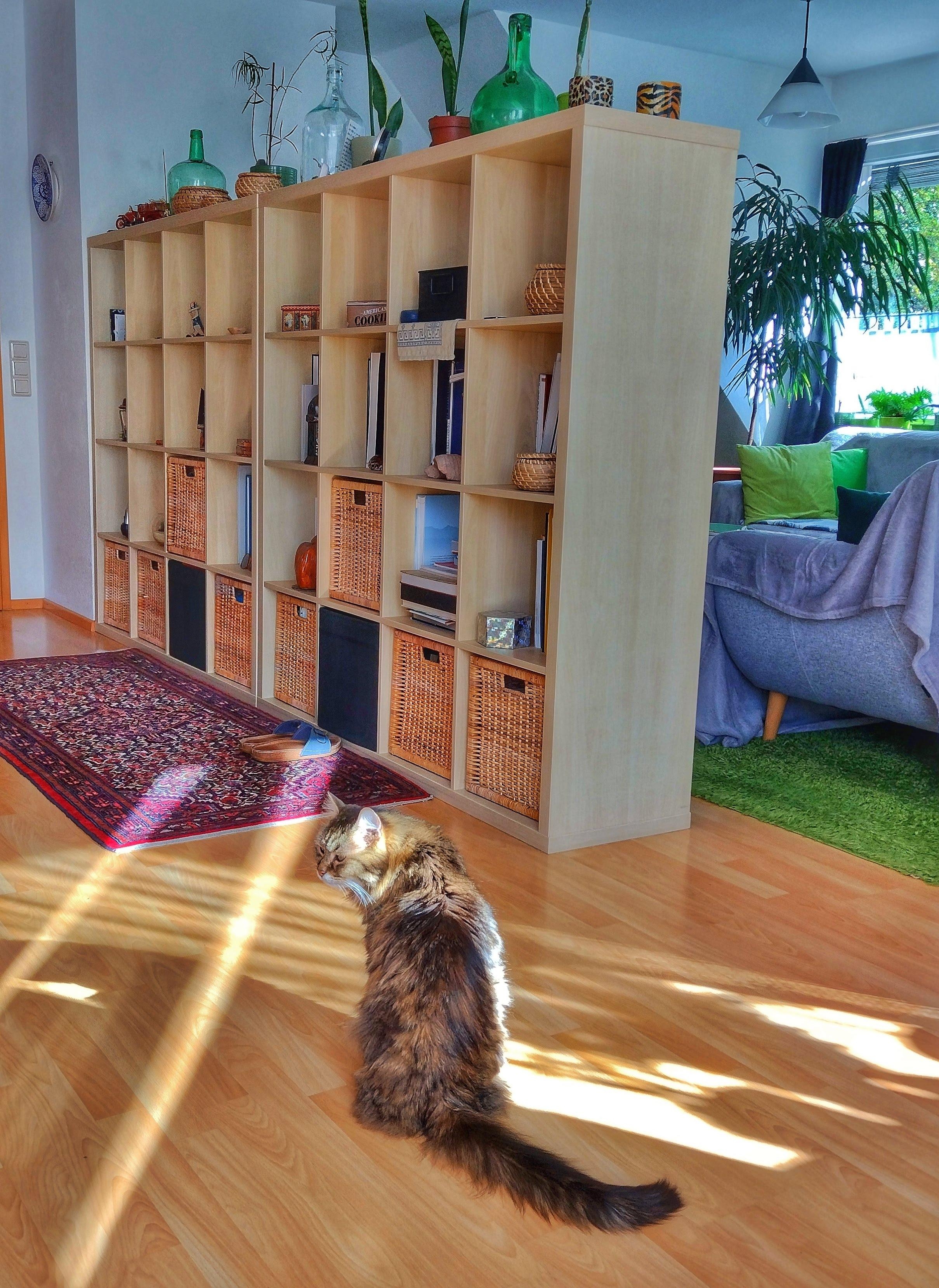 #dachgeschosswohnung #katze #lichtspiel #bücherregal #raumtrenner