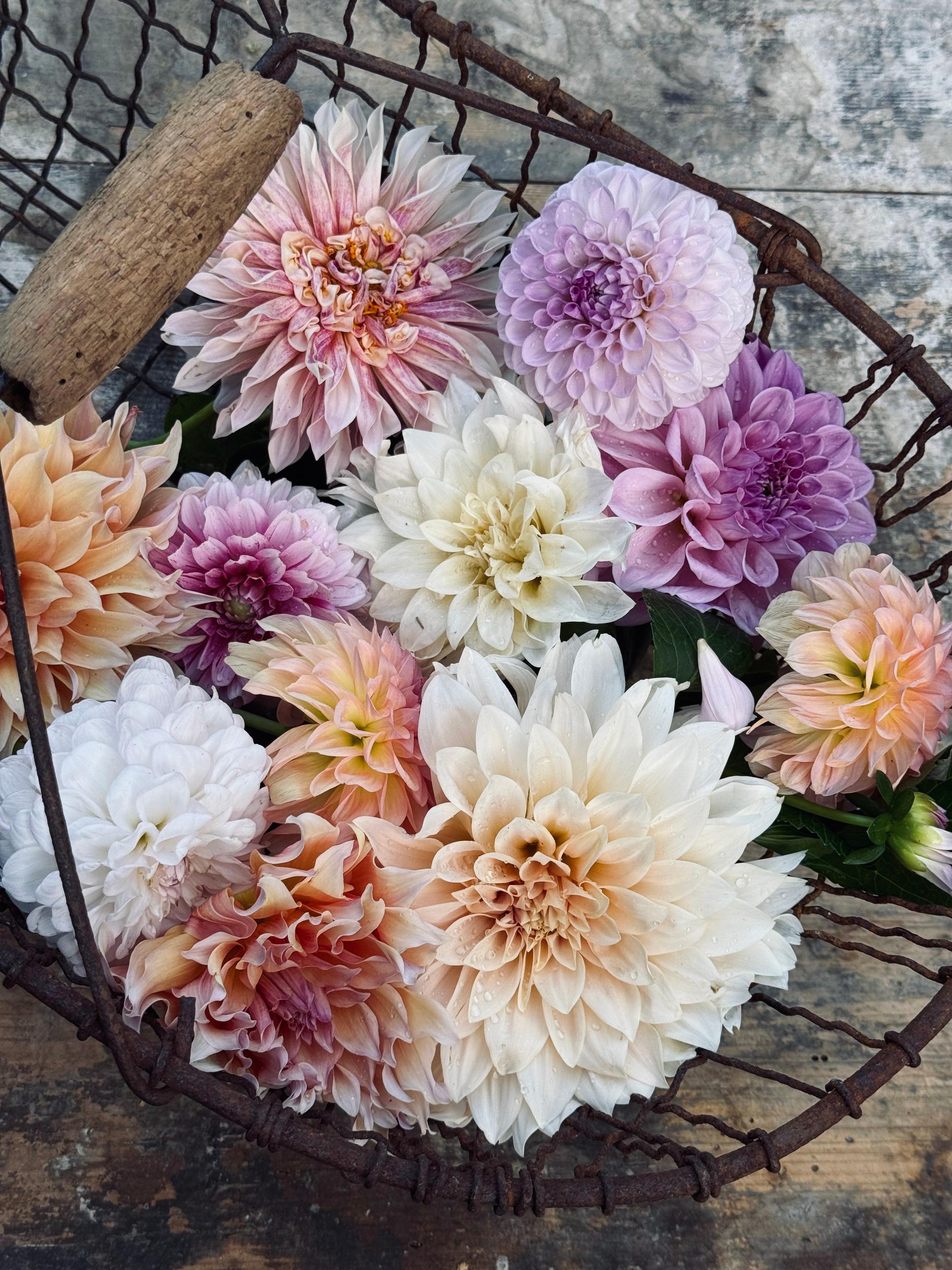Dahlienglück 🩷 #dahlien #sommerglück #sommerblumen #gartenglück #sommer #vintagedeko #vintage #alteshaus #sommerfarben