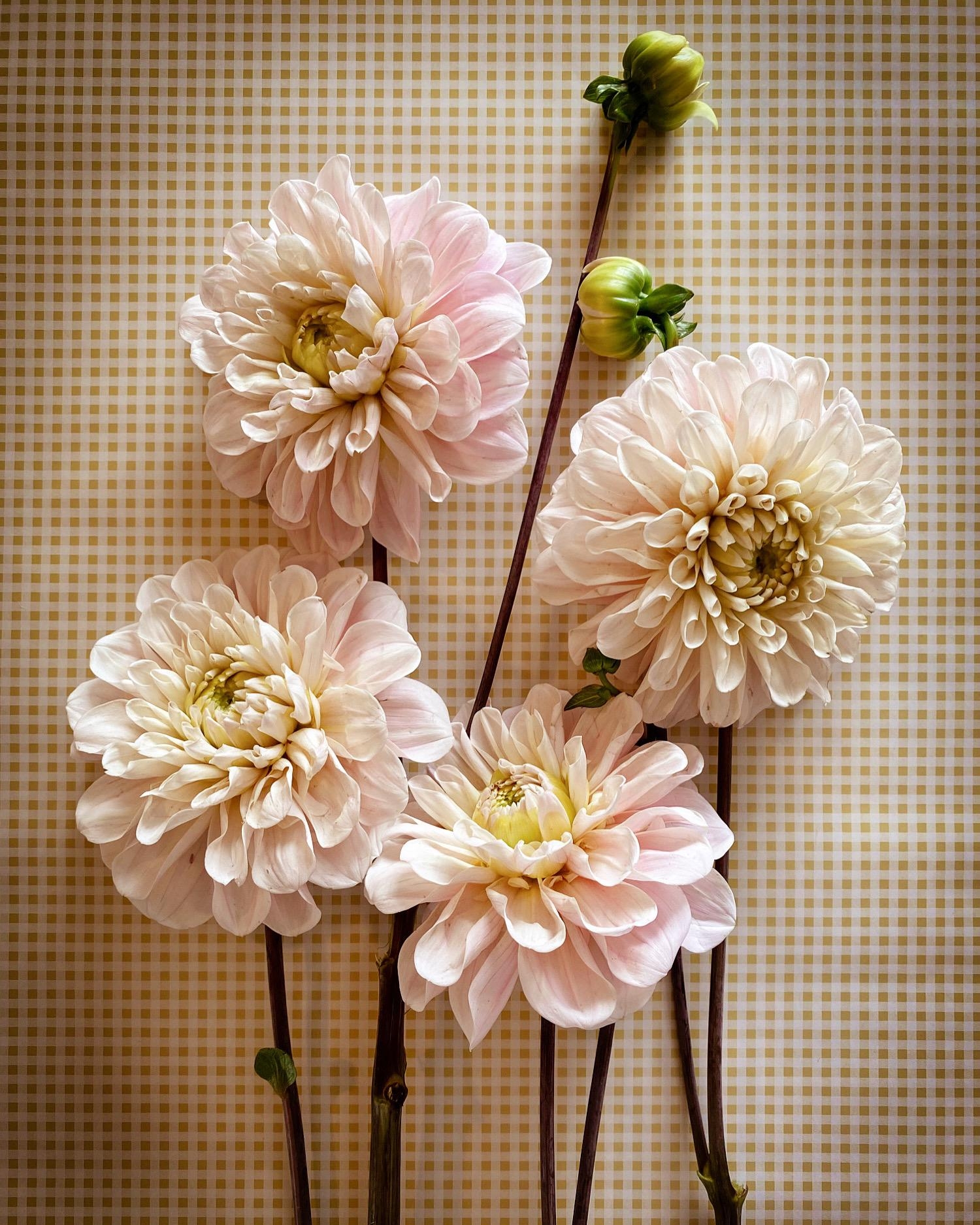 Dahlienliebe 
#flowers#details#dahlia#blumenmädchen#blooms#dahlien