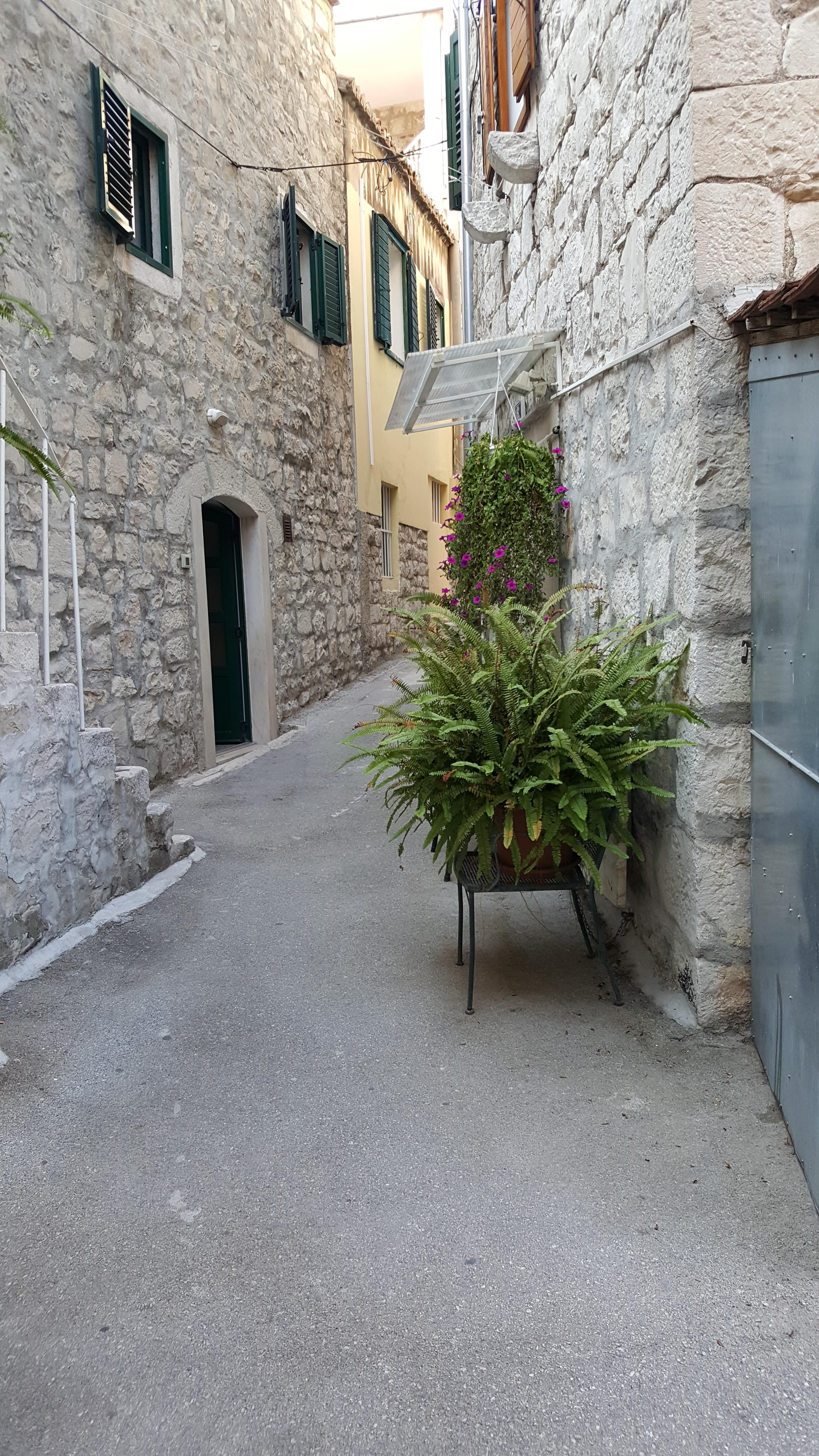 Damals, in Dubrovnik... seufz... Überall gab es Farne in den Gassen. *_*
#pflanzenliebe #fernweh
