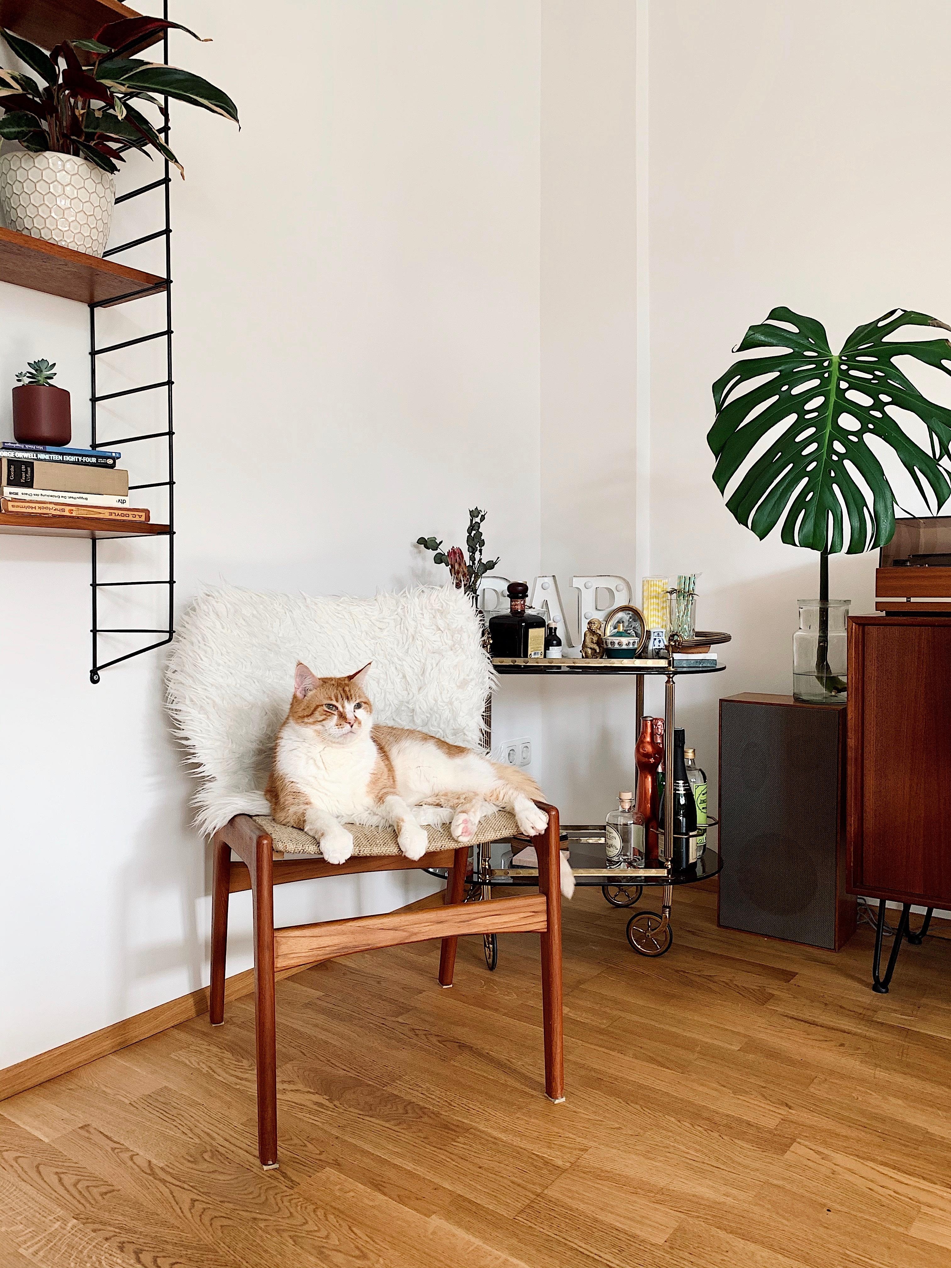 Darf ich vorstellen, Pettersson - offizieller Katzen-Stuhl-Tester.
#vintagefund#danishdesign#stuhlliebe