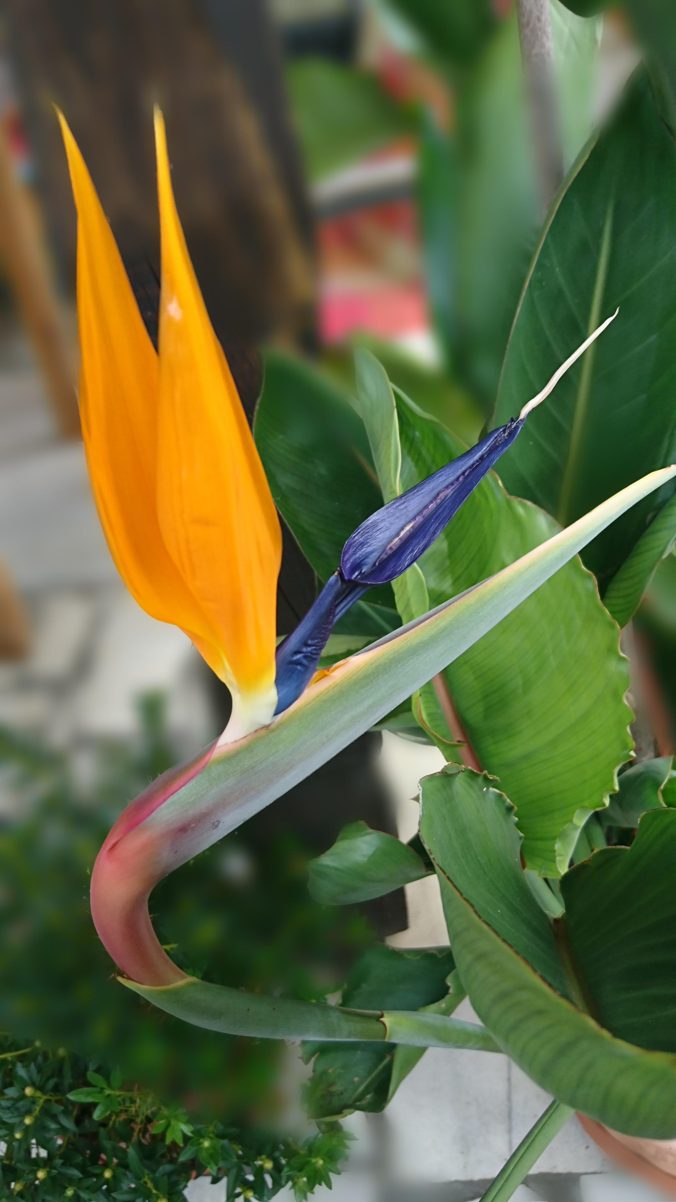 Das erste mal nach 10 Jahren dass unsere #strelizie #paradiesvogelblume blüht 😍