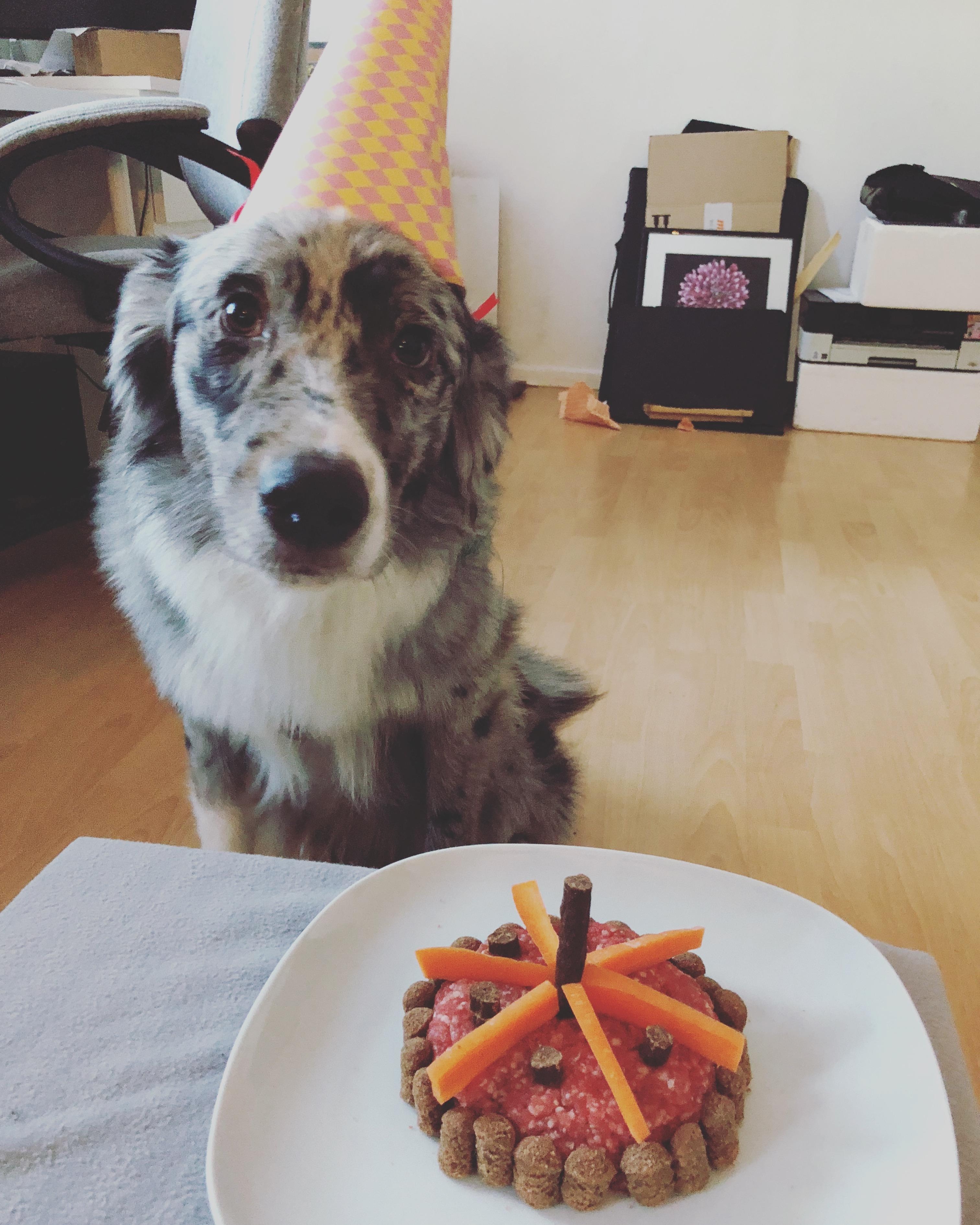 Das ist Dexter an seinem Geburtstag! 