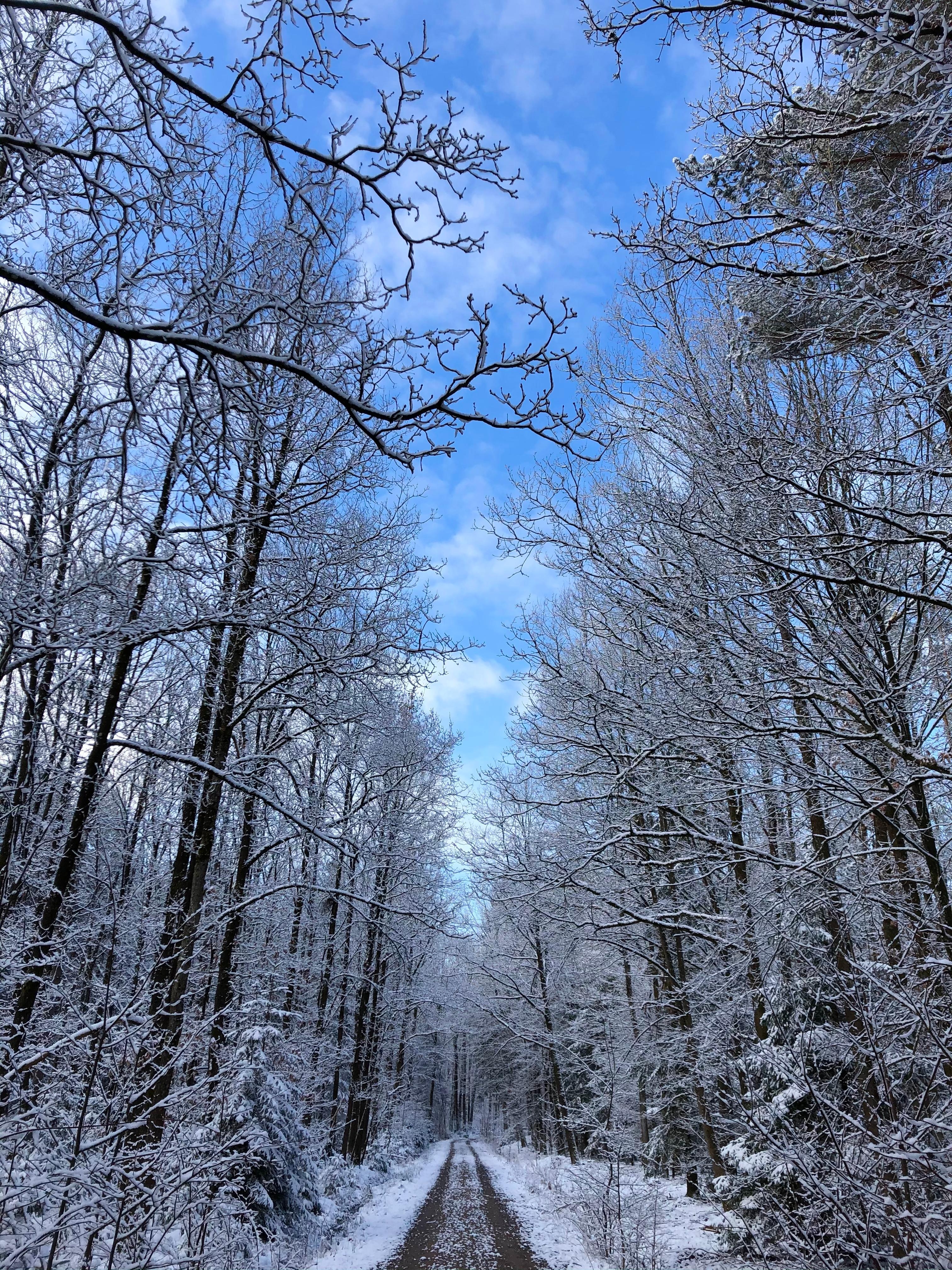 Das letzte Aufbäumen des Winters 😉 #winter #schnee #natur #wald 