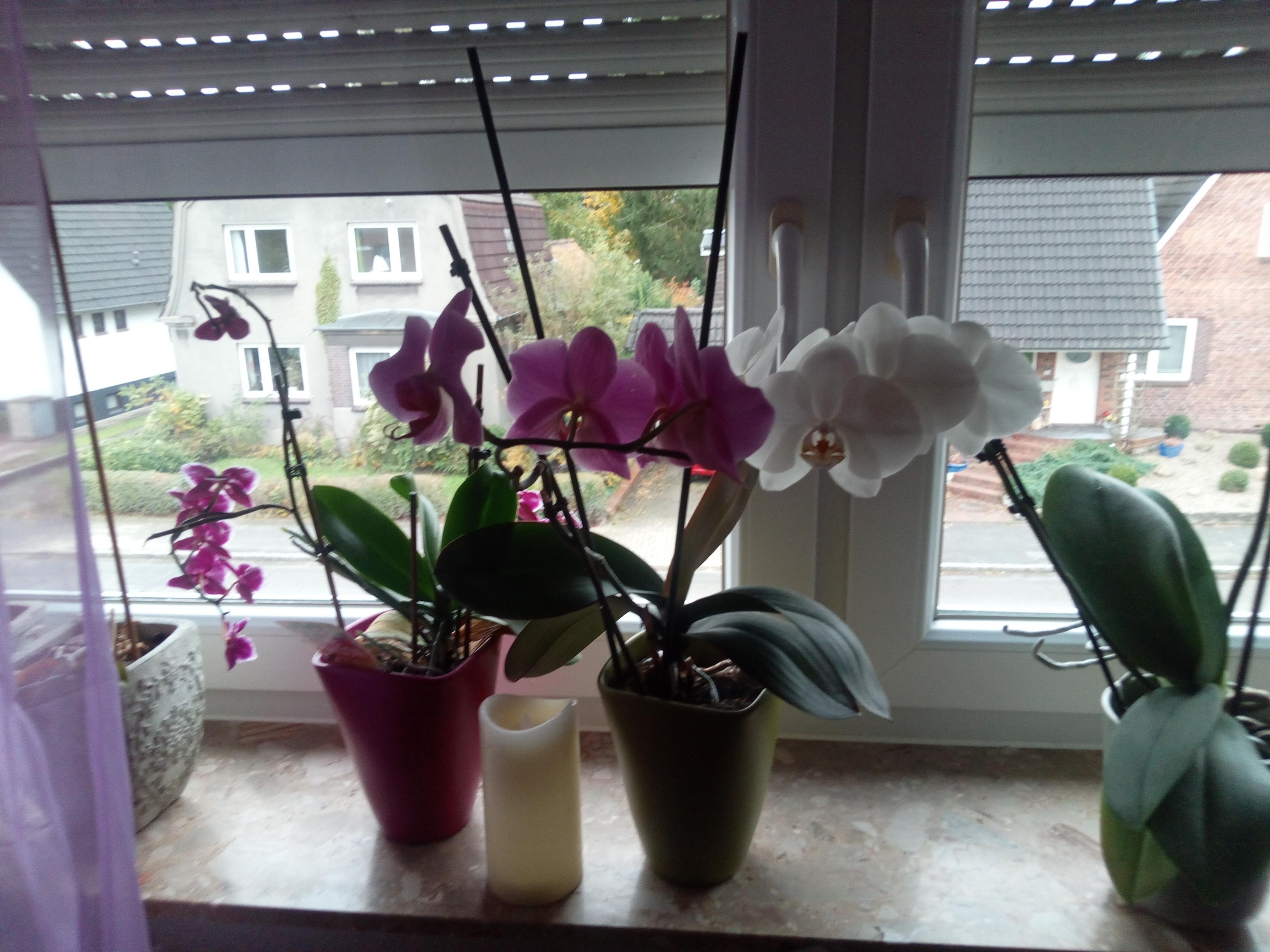 Das sind meine Orchideen die habe ich in der ganzen Wohnung #greenliving#livingchallenge