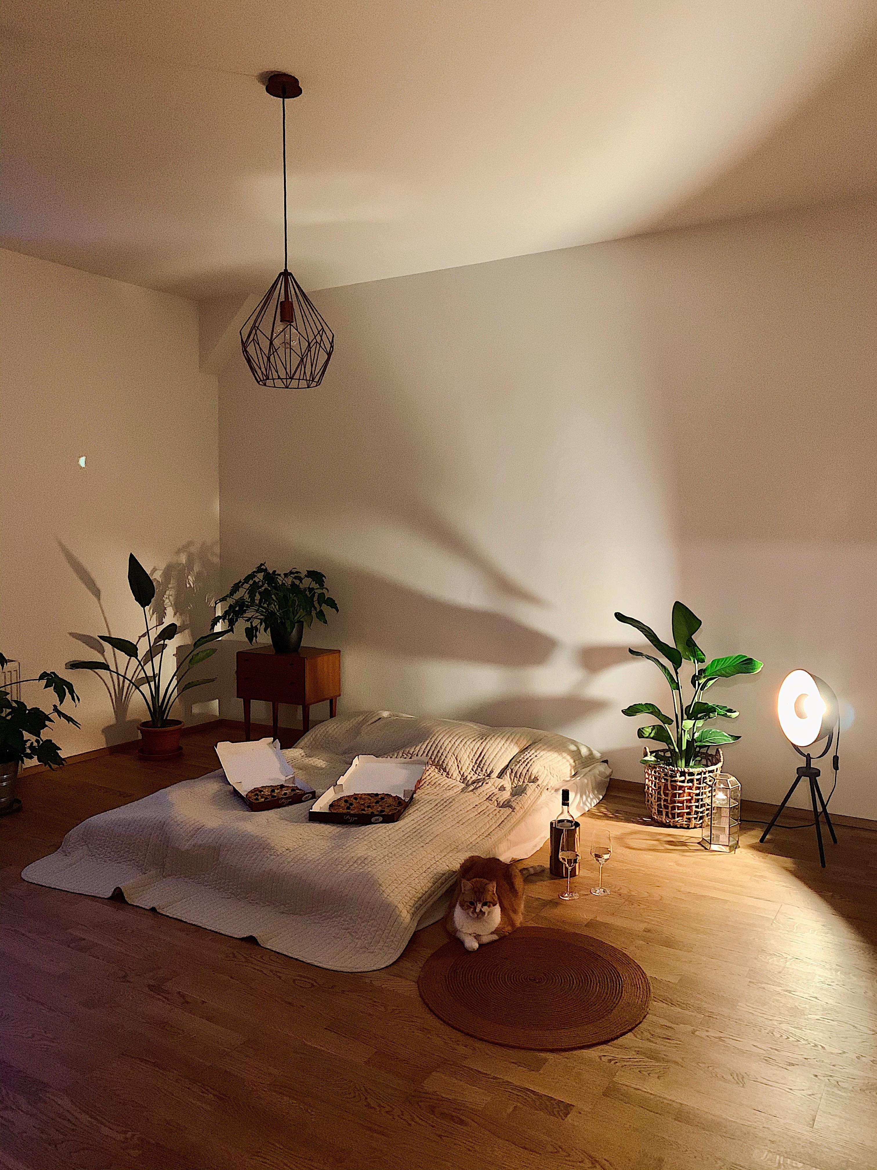 Das wichtigste ist schon in der neuen Wohnung: Bett, Katzen und Pflanzen 🌚
#zimmerpflanzen#bedroom#schlafzimmer