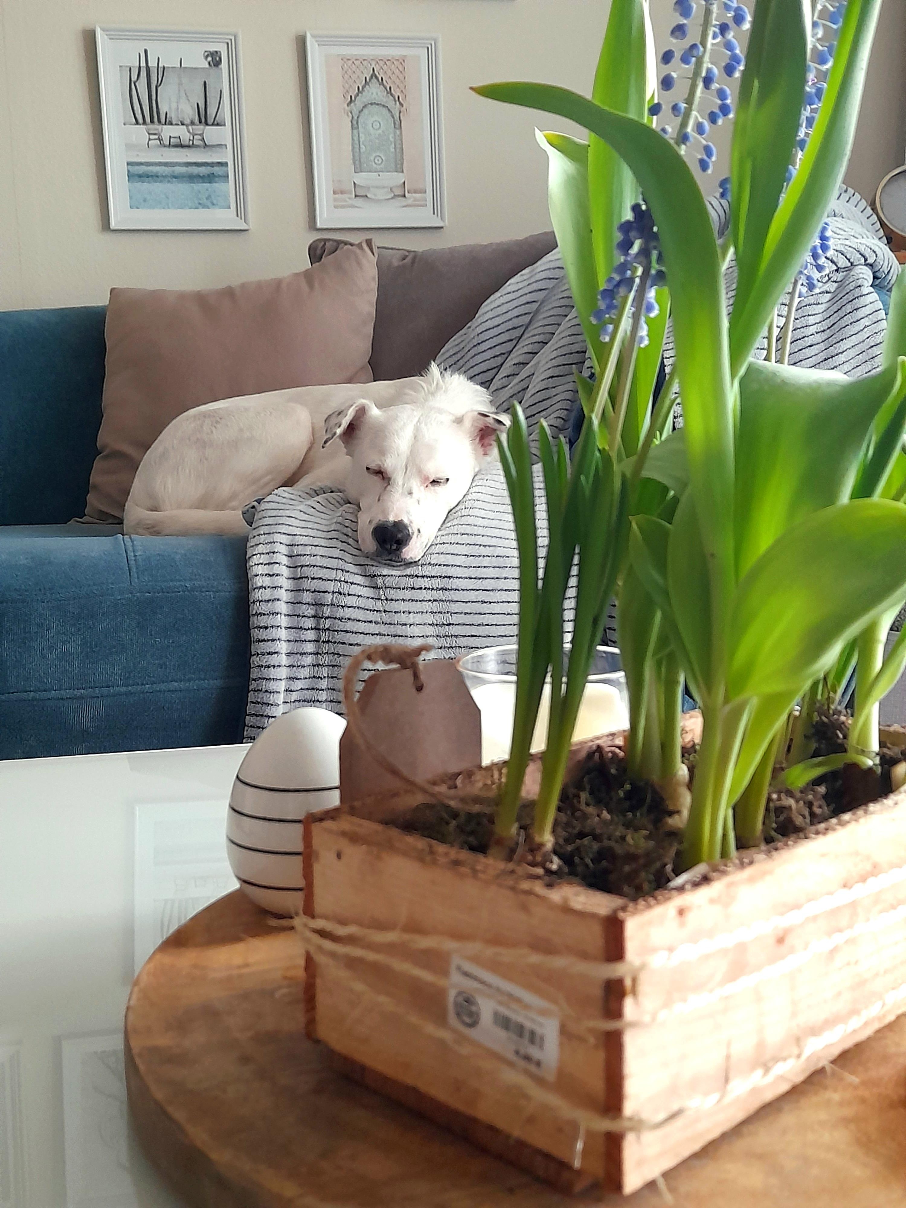 Das Wochenende naht! 💙🤍

#couch #springflower #dog #couchtisch #bilderwand #holzkiste #blumenzwiebel #decke 