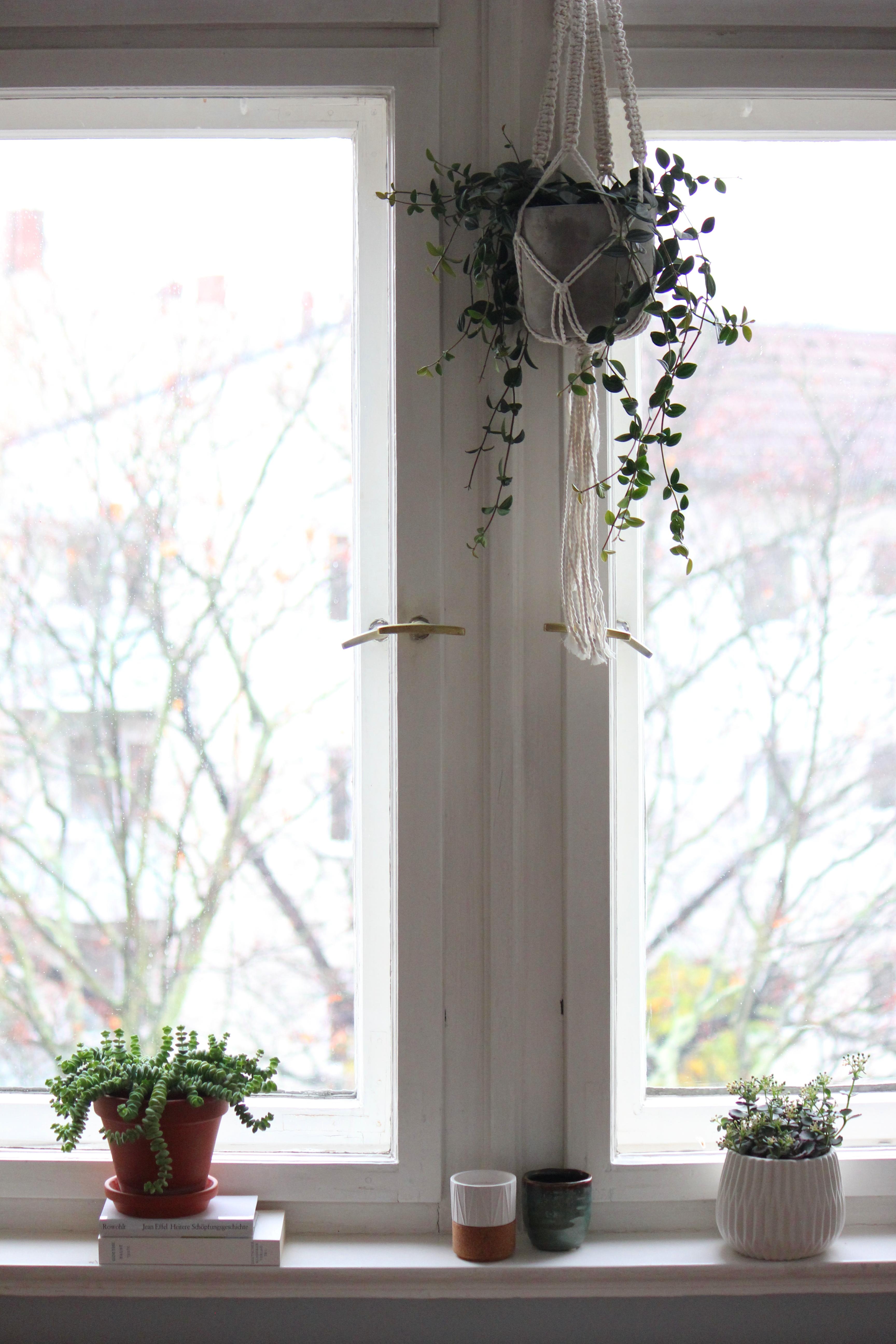 Deko minimalistisch :) #fenster #altbau #pflanzen #greenliving