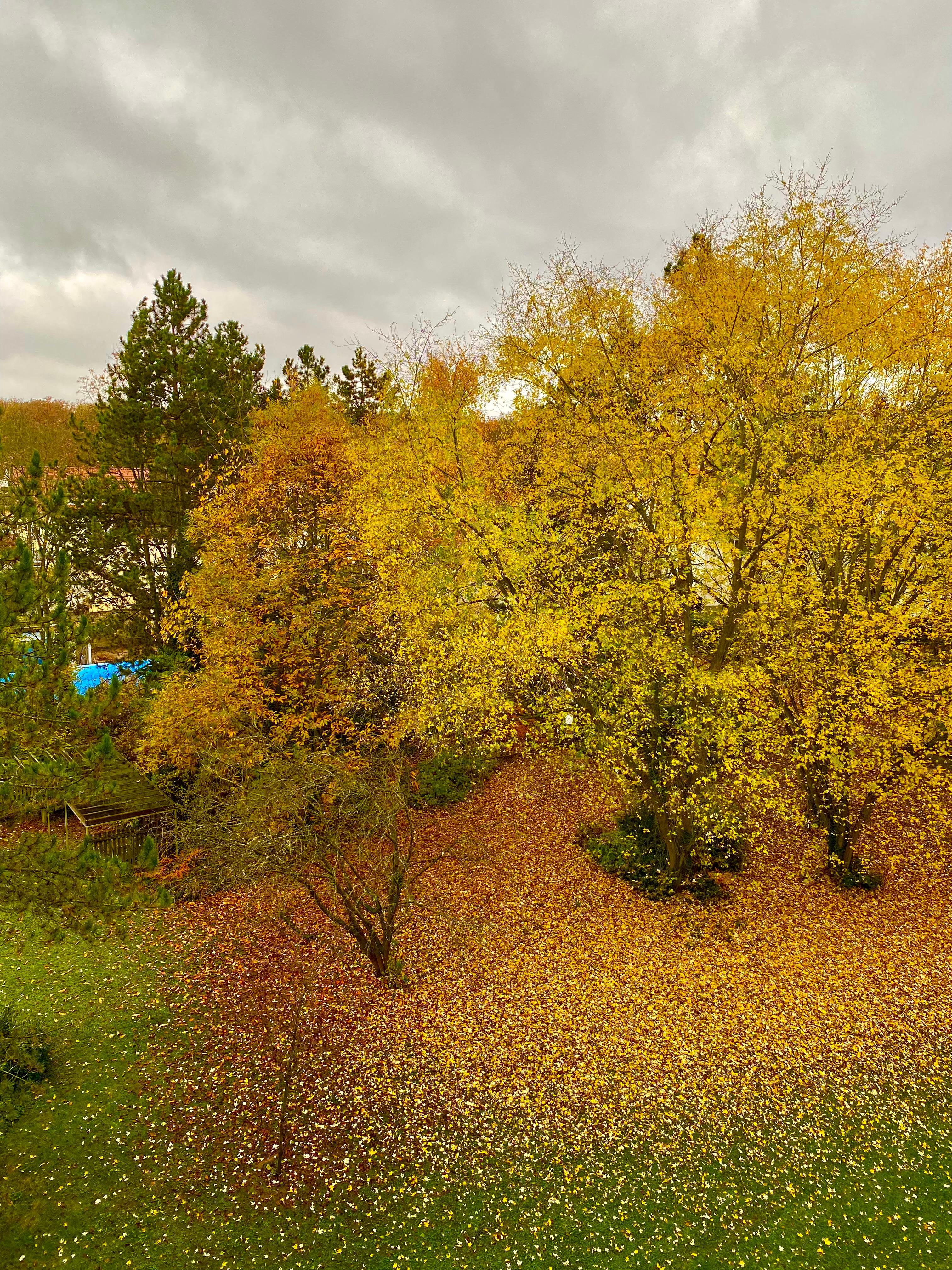 Den Herbst vor meinem Fenster mag ich immer wieder gerne jedes Jahr :)
#herbst #blätter #bunt