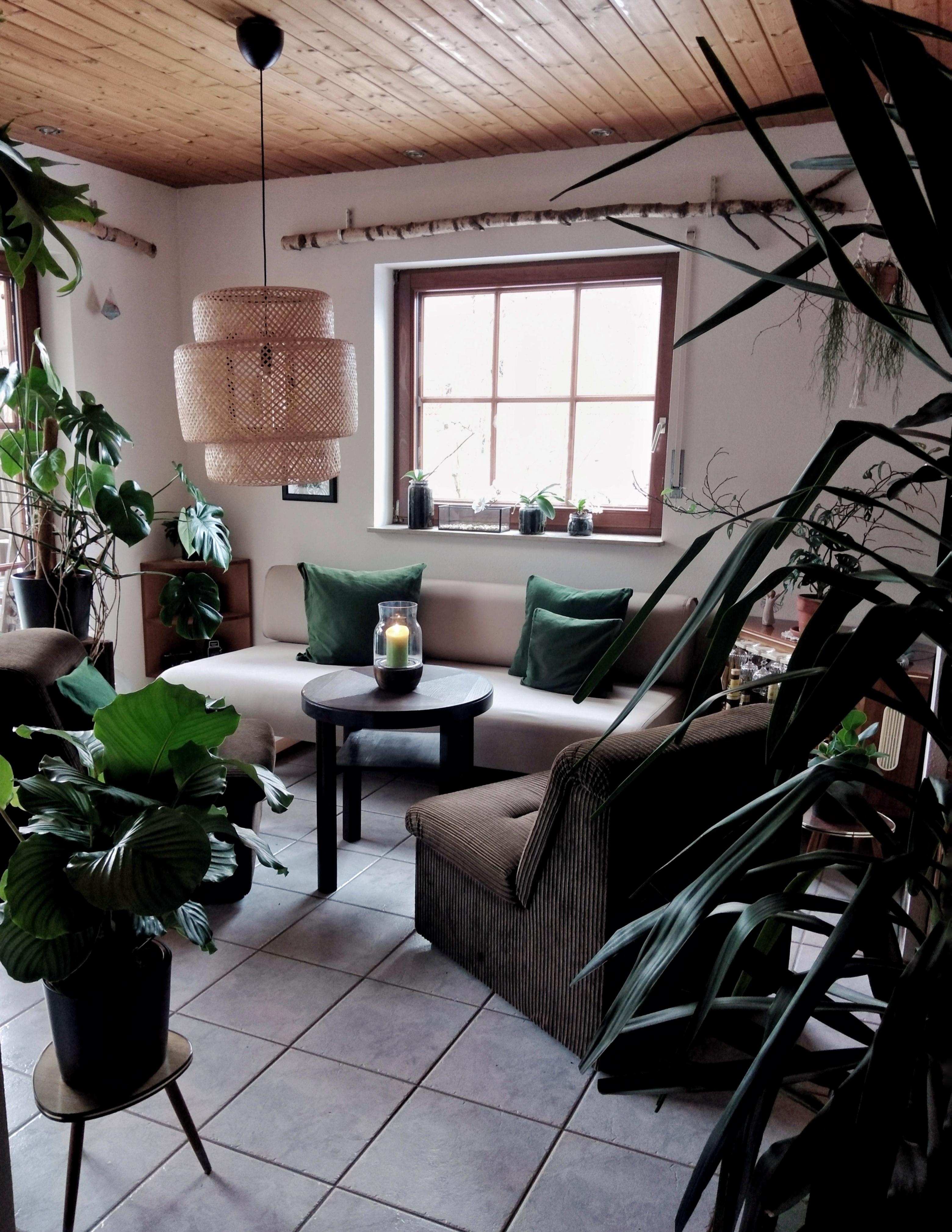 Der Dschungel wächst... 🌿#zimmerpflanzen #wohnzimmer #couch #sinnerlig #pflanzenliebe 