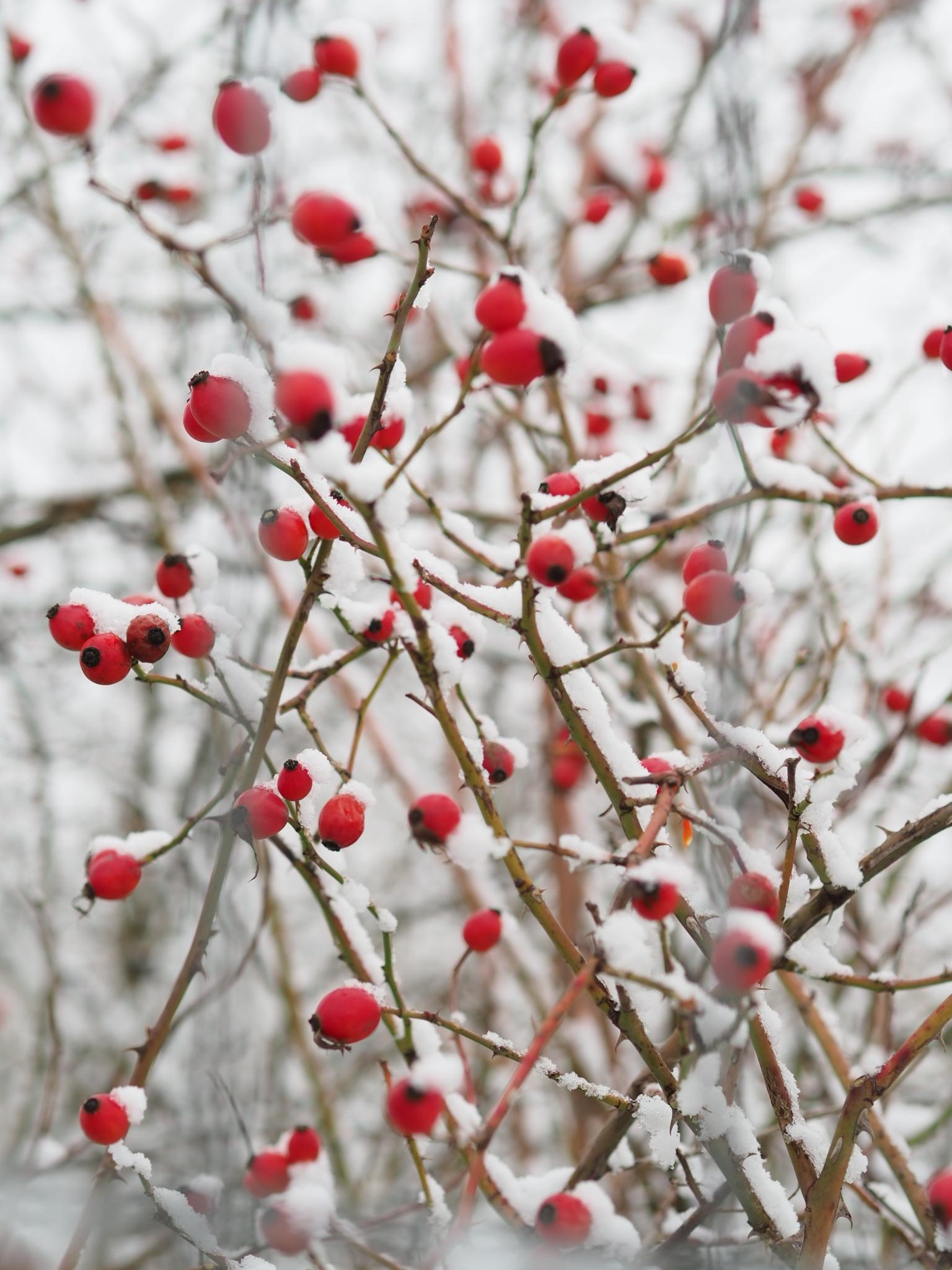 Der erste Schnee 😍 #schnee #winter #photography #landleben #heimat