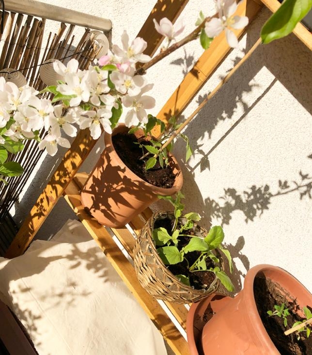 Der Frühling ist da 🌱 #angezogen #ausgesetzt #balkonbeet #apfelblüte #tomate
