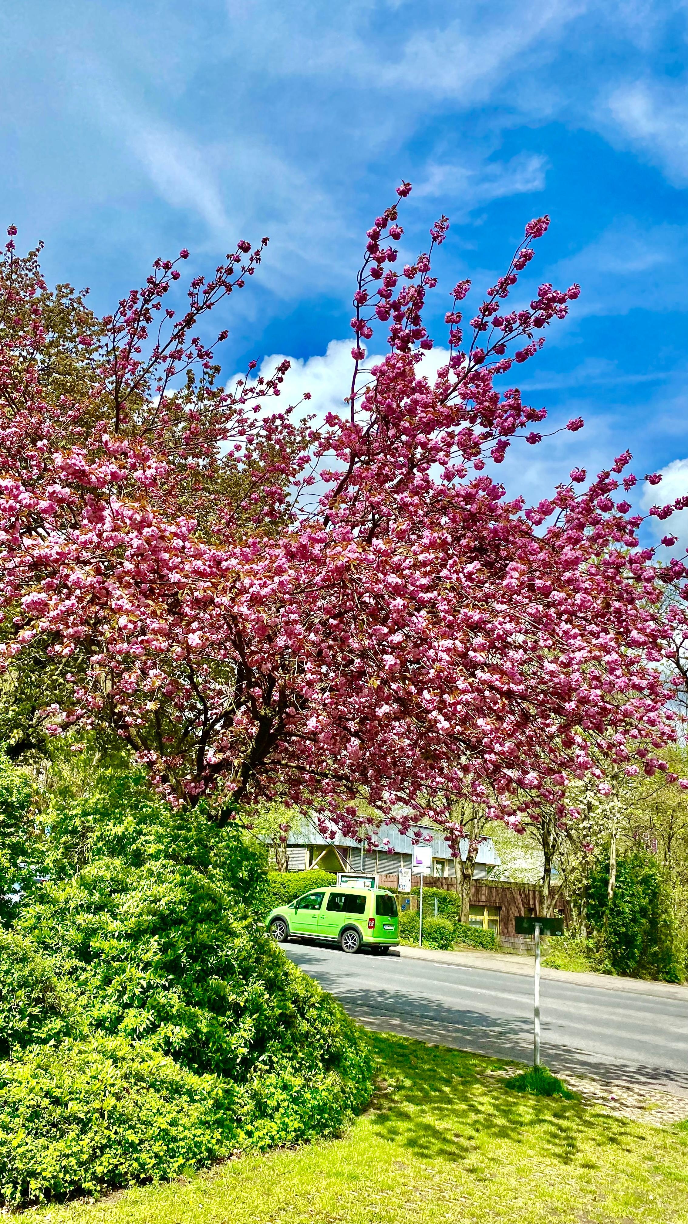 Der Frühling ist nach der kalten Jahreszeit einfach immer wieder berauschend 🤩 mit seiner Blütenpracht!