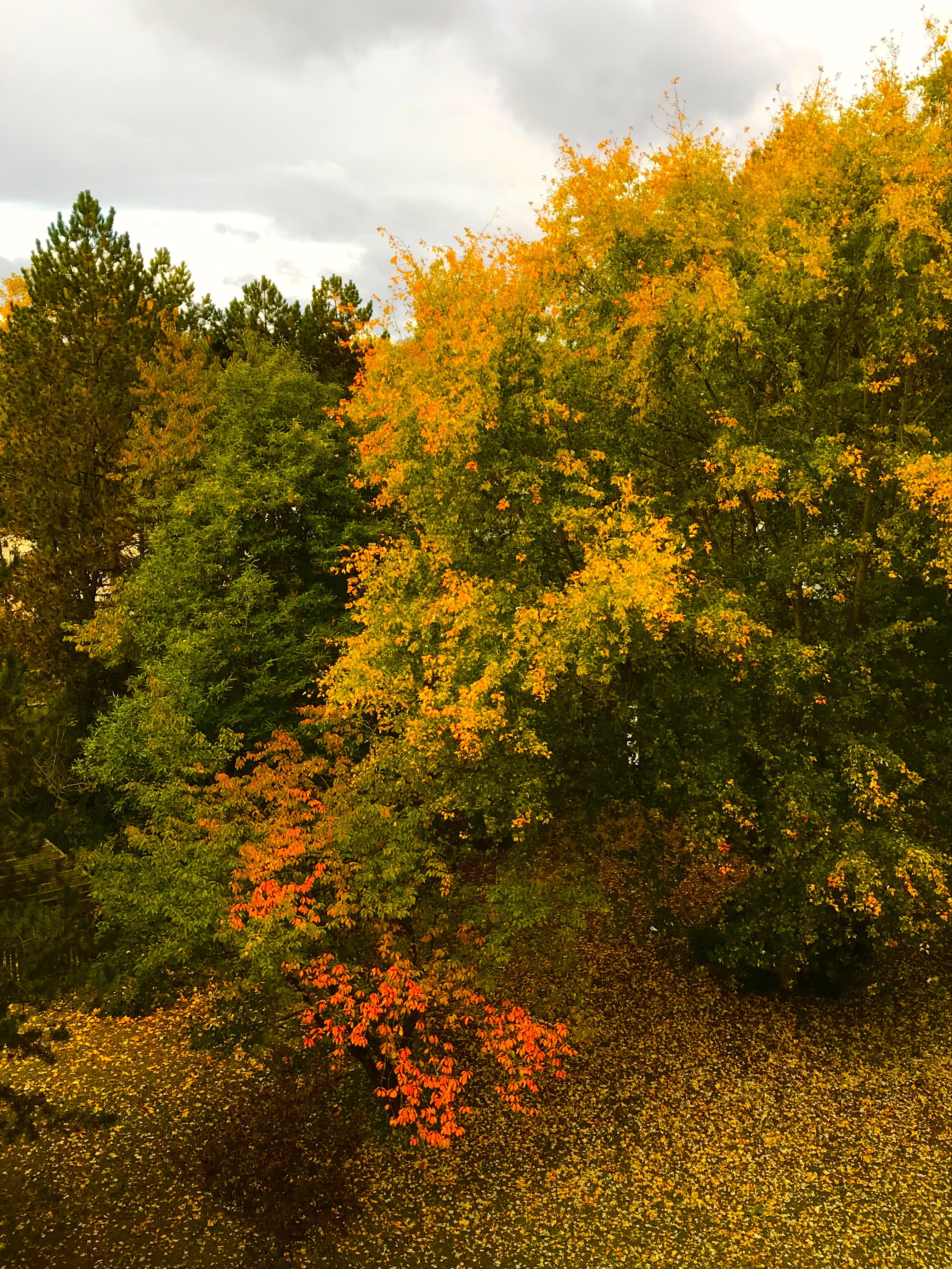 Der Herbst bringt die schönsten Farben hervor. Blick aus meinem Fenster #herbst #oktober